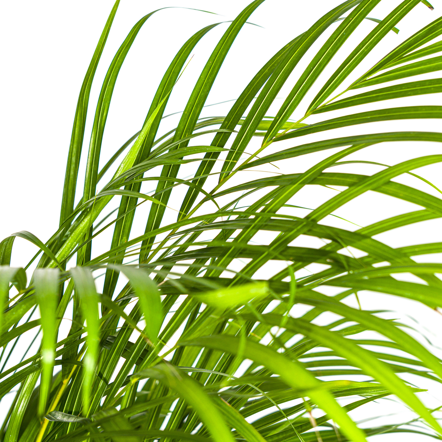 Dypsis Areca Lutescens met mand Ø24cm - ↕120 - 140cm