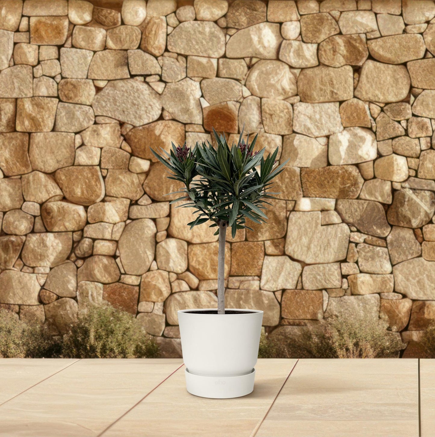 Nerium Oleander auf Stiel mit weißer Blüte - 90cm - Ø22
