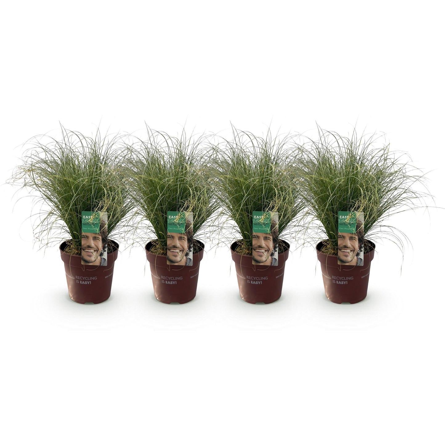 Green boutiQ – Ziergräser – Carex comans Frosted Curls – Grün – 4 Pflanzen – Immergrün – Pflegeleicht – Topf 17 cm, Höhe 50 cm