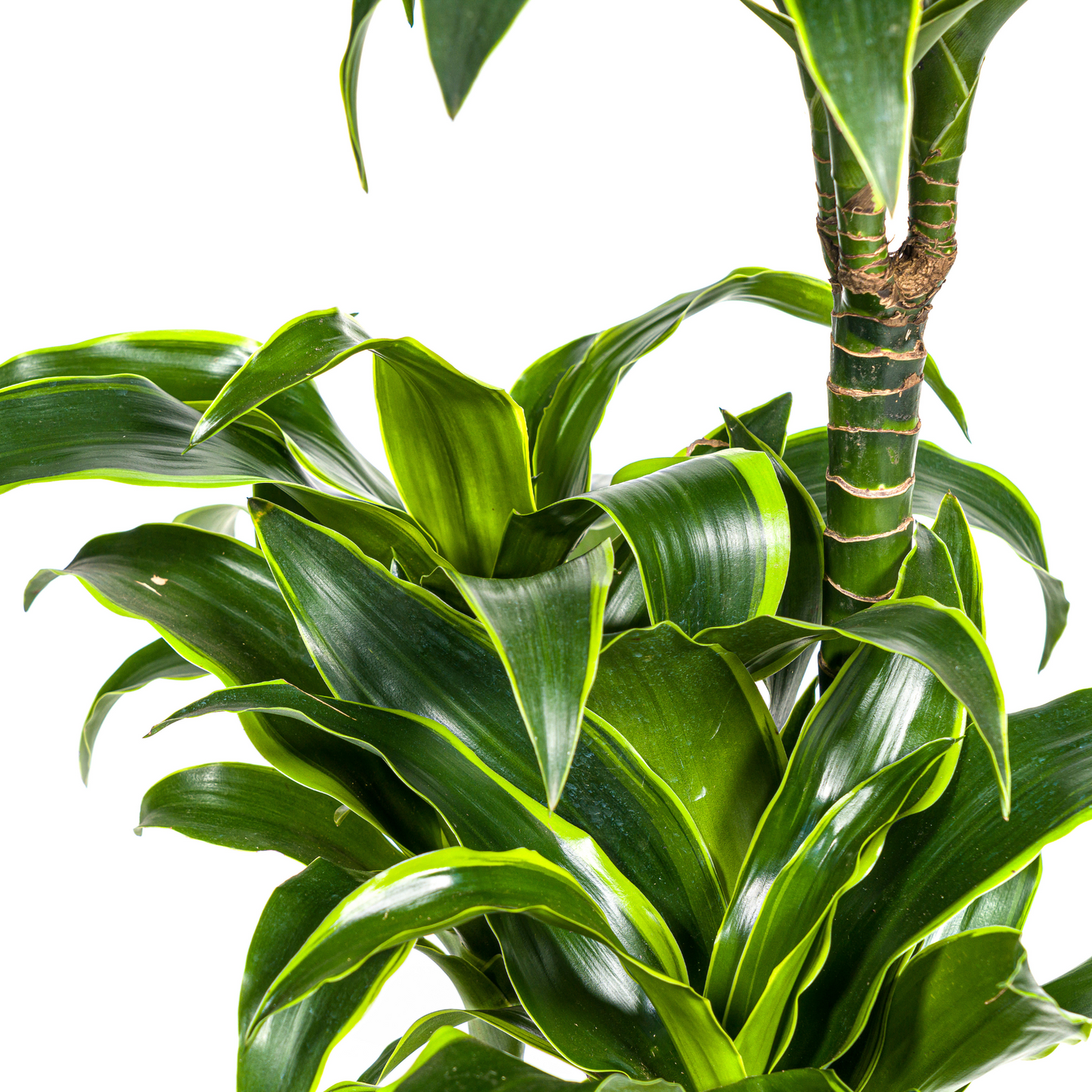 Dracaena Deremensis Dorado met mand Ø21cm - ↕100 - 120cm