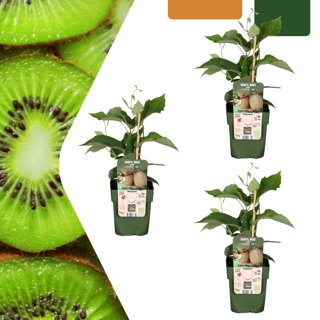 3 x Bio Kiwipflanzen - Ø 13 cm - ↨ 20 cm