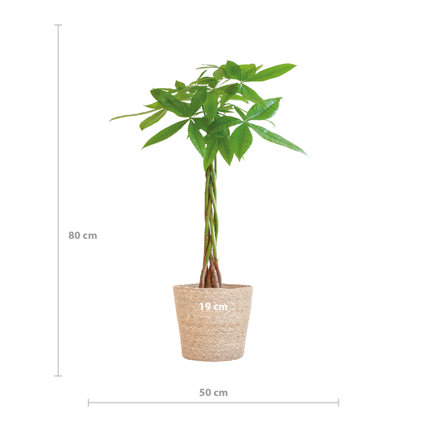 Pachira Aquatica mit Sofia-Korb natur - 80cm - Ø21