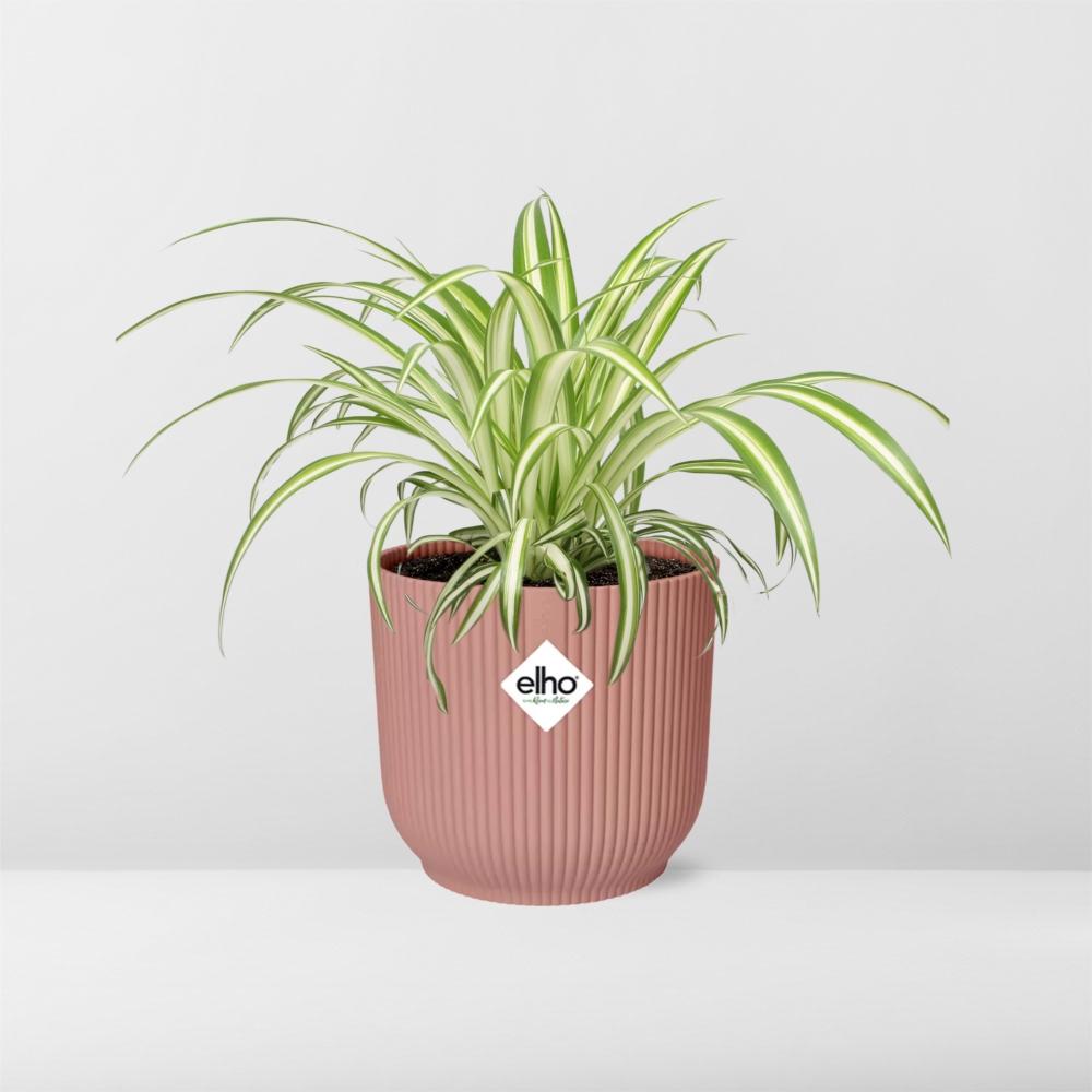 Chlorophytum Comosum Variegatum in ELHO Vibes Fold 14cm rosa