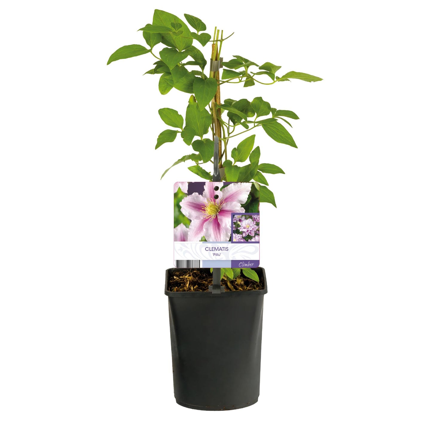 Green boutiQ – Kletterpflanze – Clematis Piilu – Rosa Blüte – Pflegeleicht – 2 Pflanzen – Topf 11 cm, Höhe 40 cm