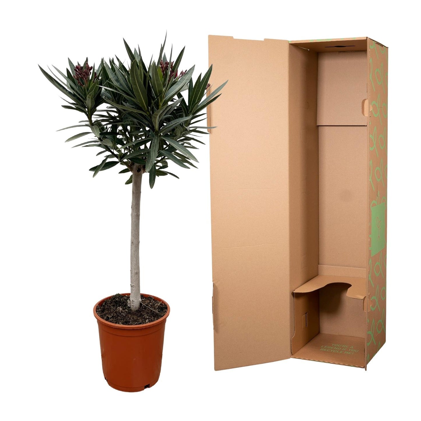 Nerium Oleander auf Stiel mit weißer Blüte - 90cm - Ø22