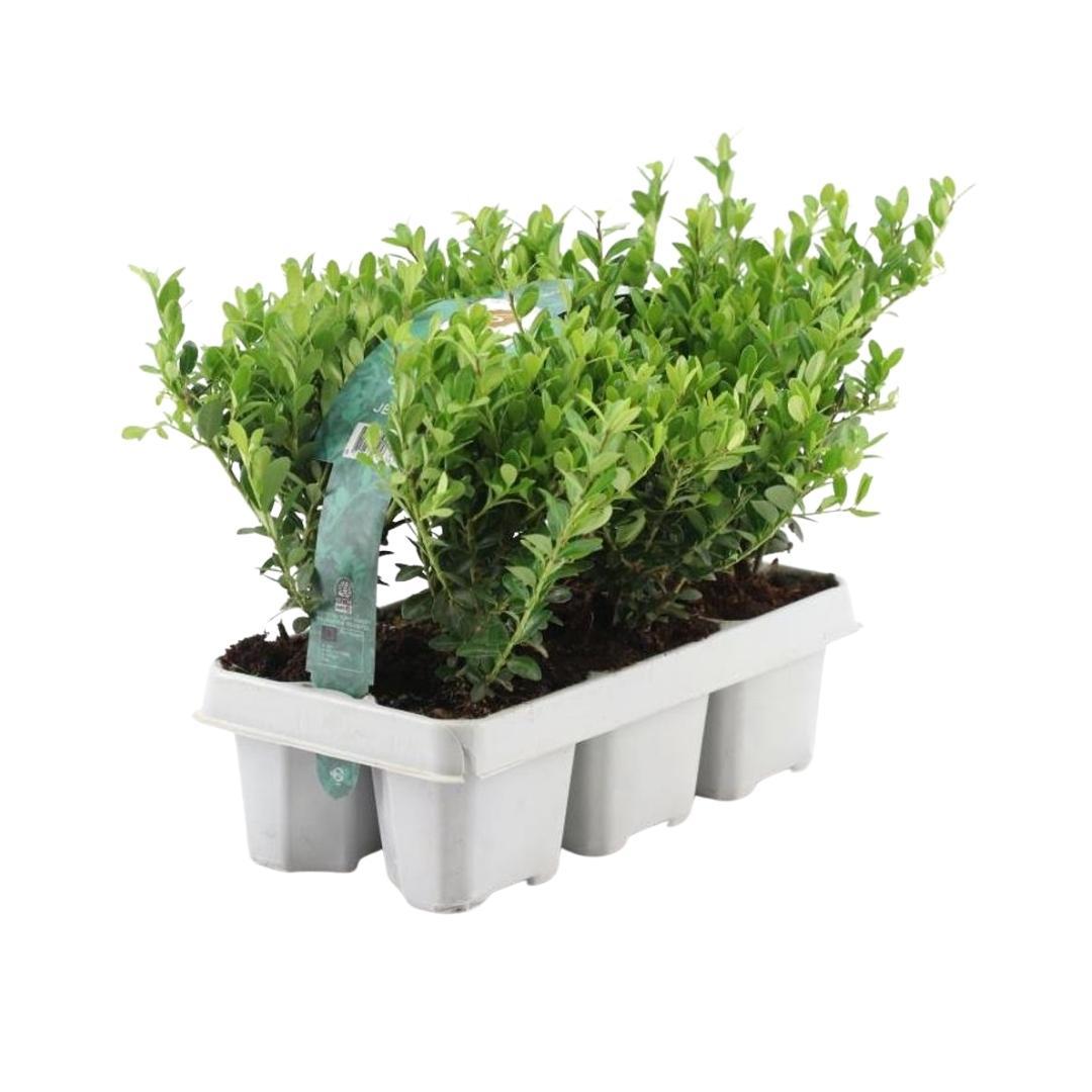 12 x 6er-Packung Ilex crenata 'Jenny' - Ø7 cm - ↕15 cm