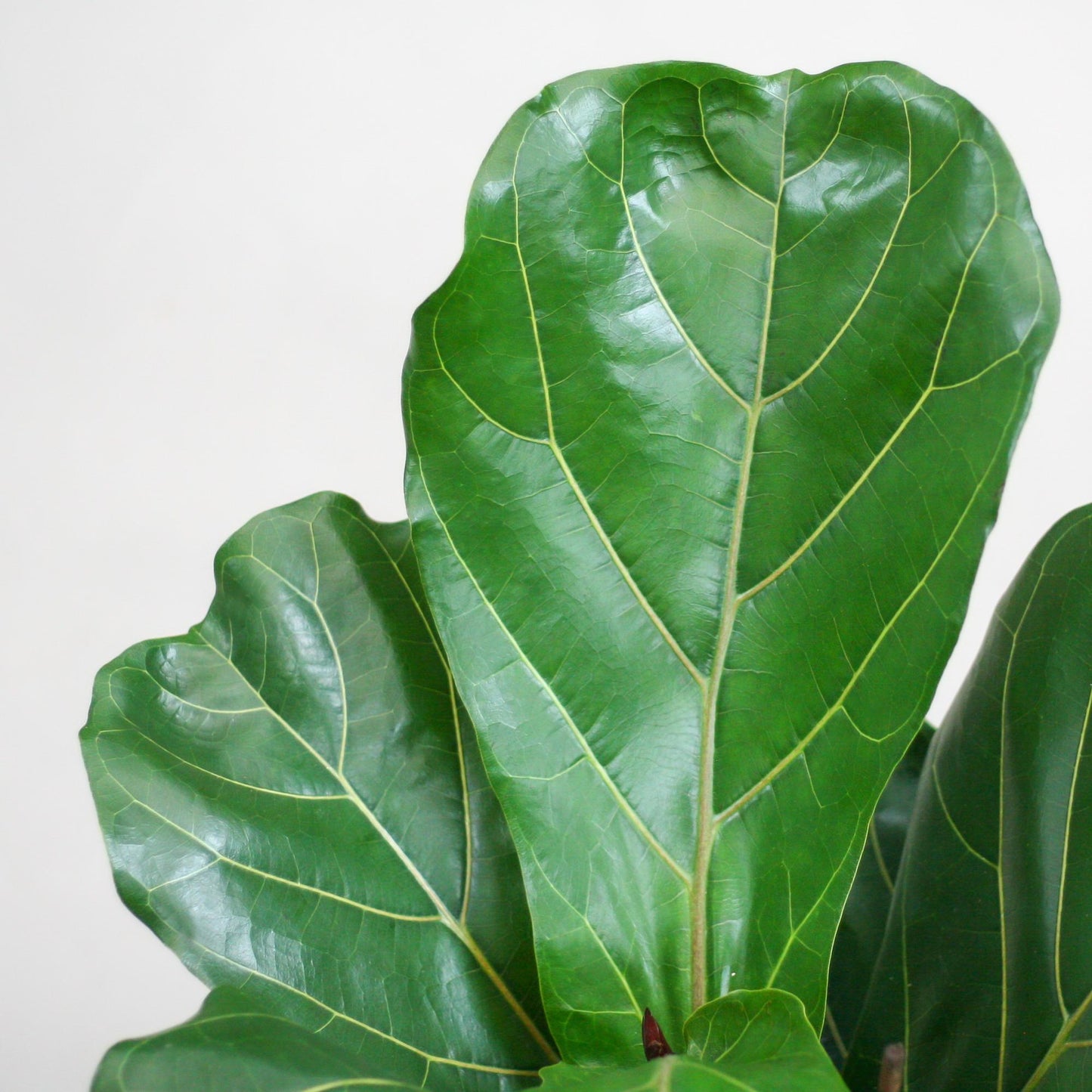 Ficus Lyrata mit Viber-Topf grau - 80cm - Ø21