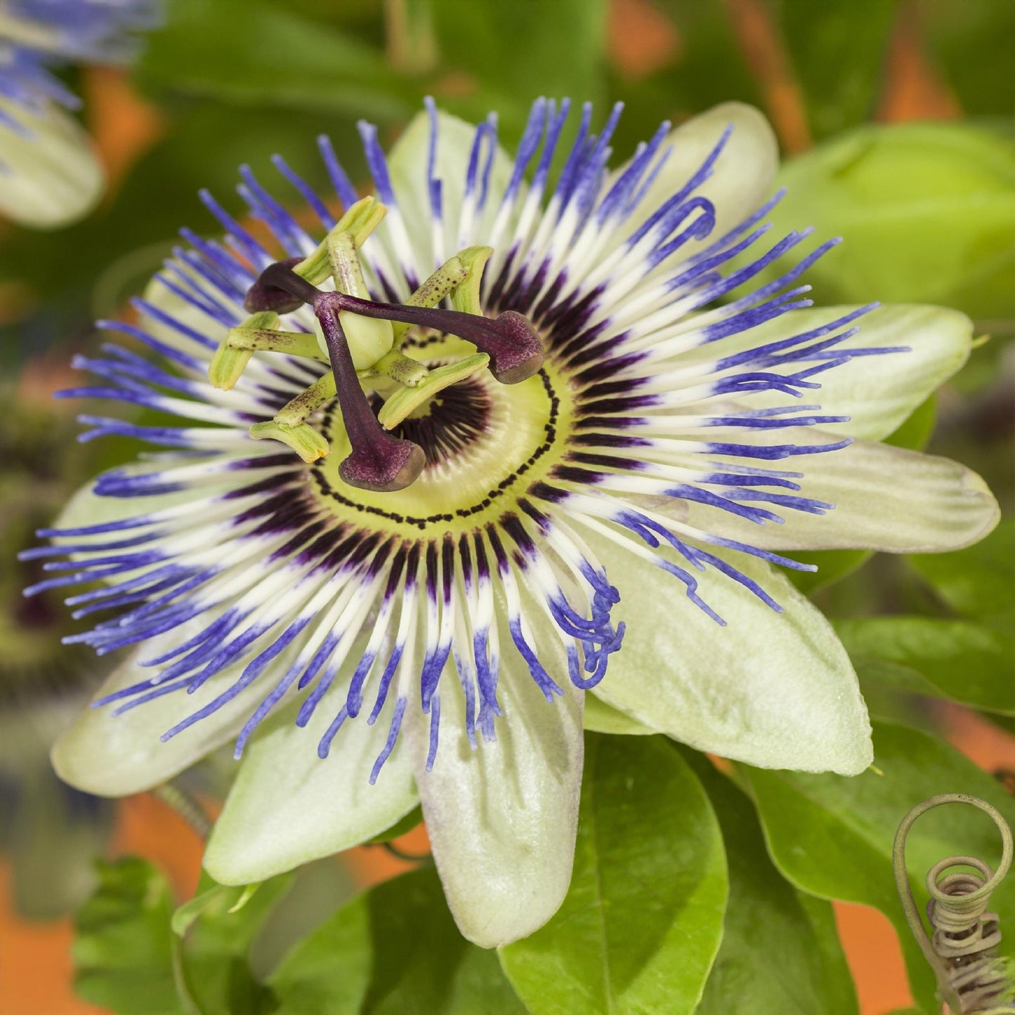 Green boutiQ – Passionsblume – Passiflora caerulea – Blüte blau mit grün-weiß – pflegeleicht – 2 Pflanzen – Topf 11 cm, Höhe 40 cm
