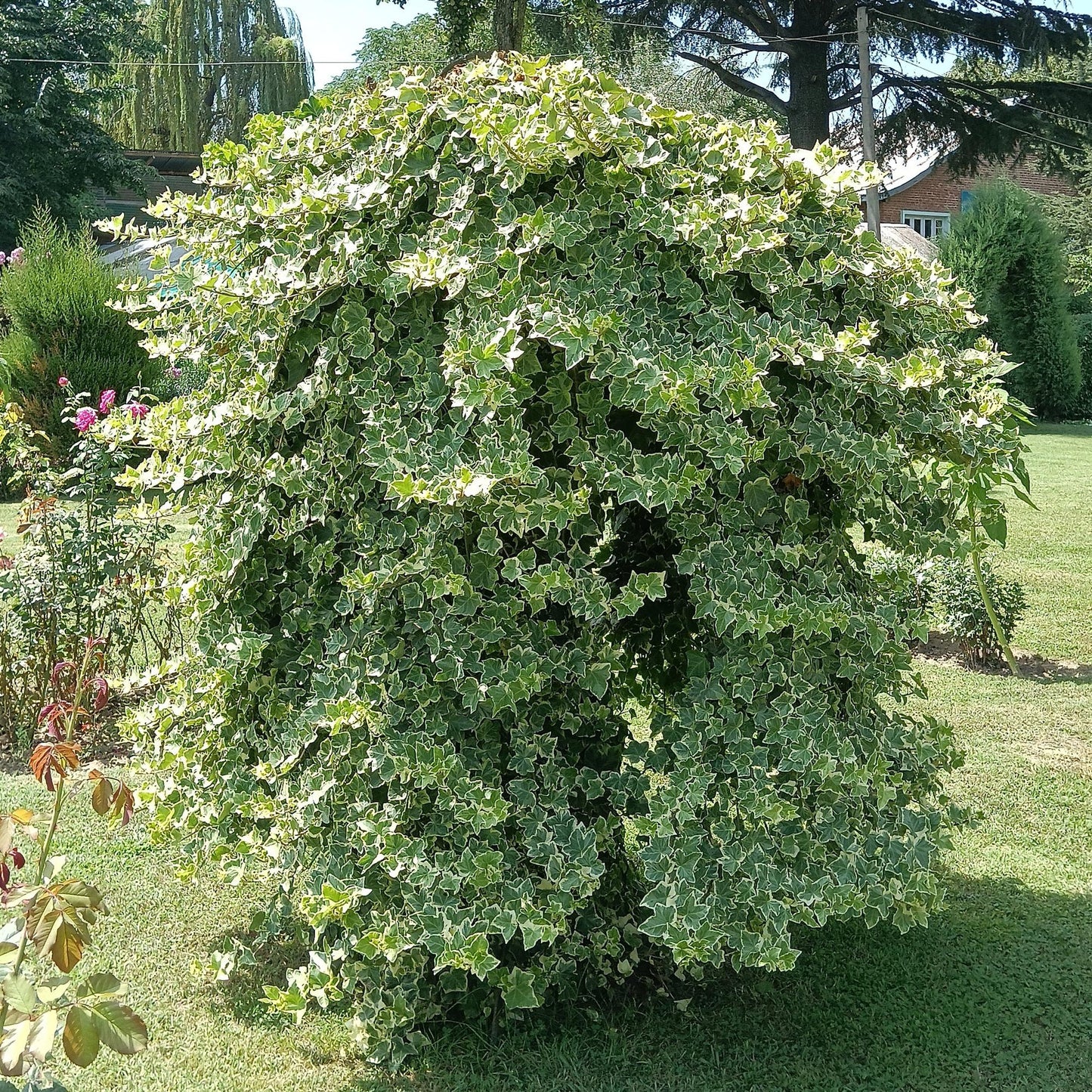 Green boutiQ – Kletterpflanze – Hedera helix Glacier – Blatt bunt – Immergrün – 2 Pflanzen – Topf 11 cm, Höhe 40 cm