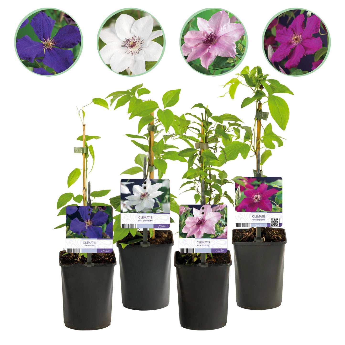 Green boutiQ – Kletterpflanze – Clematis Rainbow – Blüte rosa weiß lila rot – pflegeleicht – 4 Pflanzen – Topf 11 cm, Höhe 40 cm