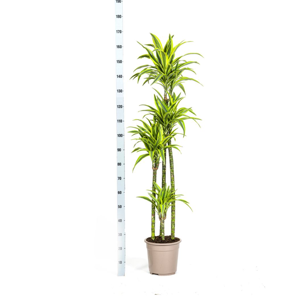 Dracaena Deremensis Zitrone Limette Ø27cm - ↕170 - 190cm