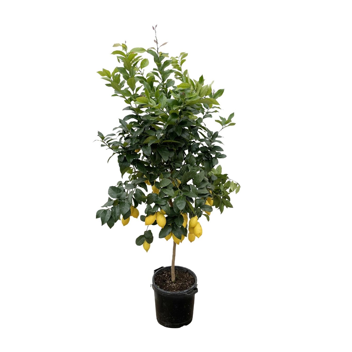 Zitrus Zitrone - 200cm - ø40