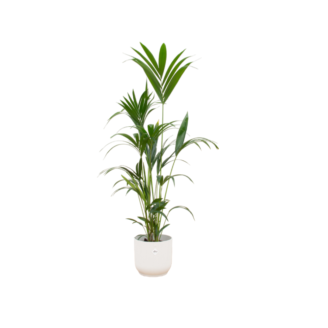 Kentia-Palme inkl. elho Vibes Fold Round weiß - 160cm - Ø30