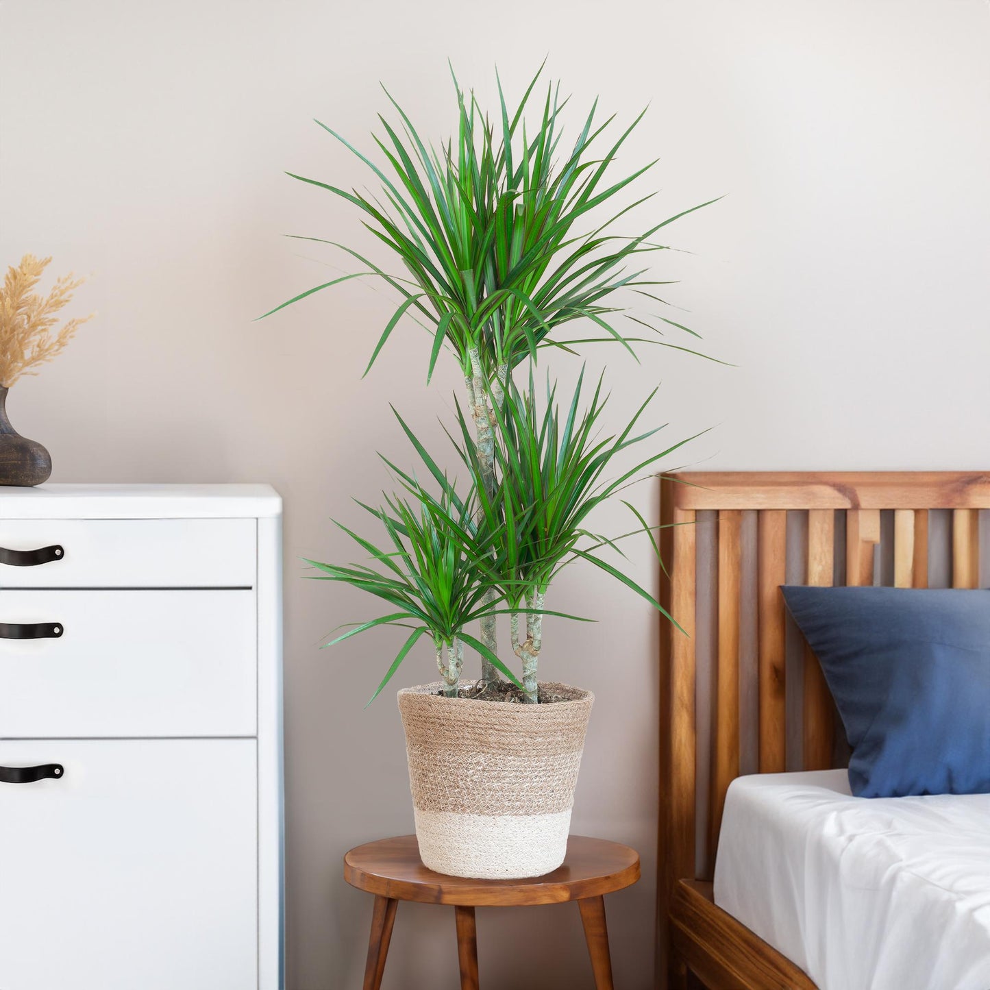 Dracaena Marginata mit Lissabon-Korb weiß - 95cm - Ø21