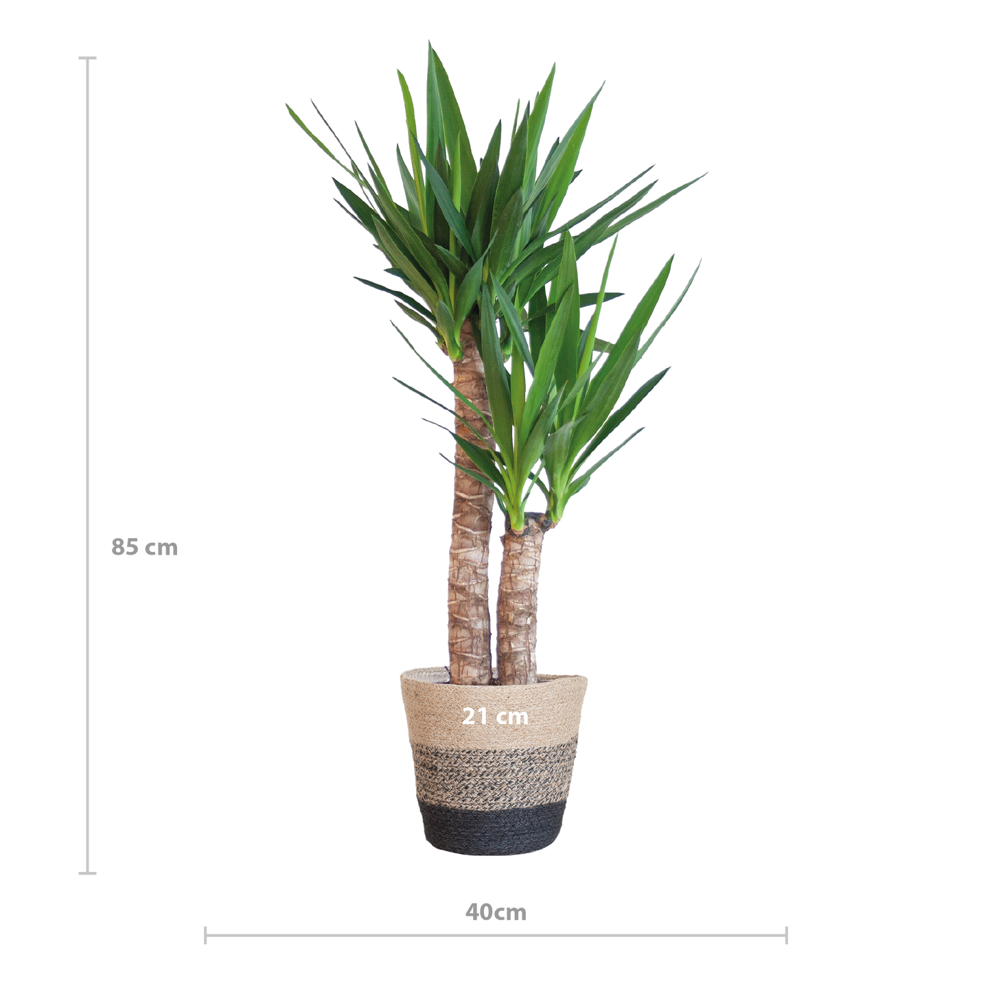 Yucca Elephantipes mit Korb Lisbon schwarz - 90cm - Ø21