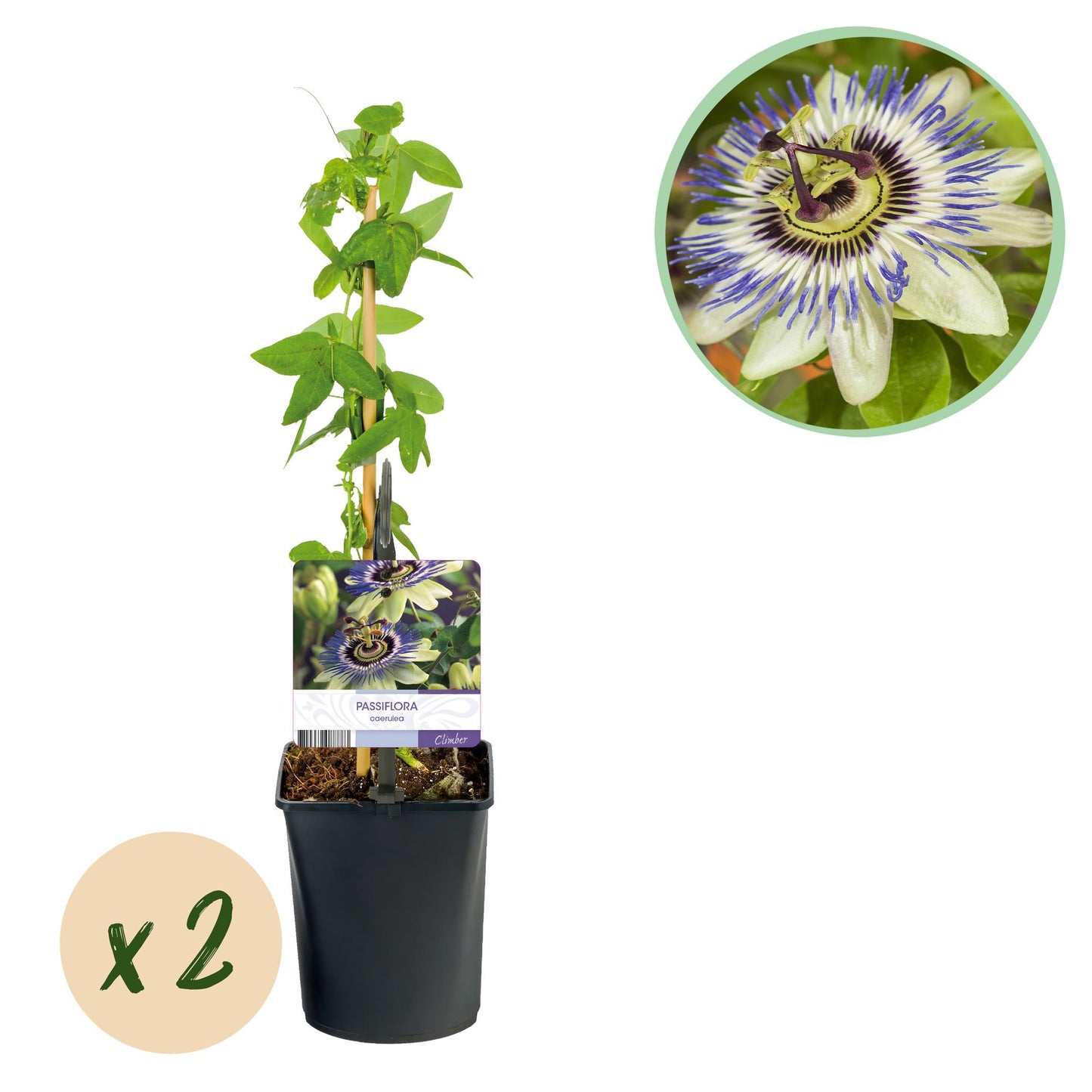 Green boutiQ – Passionsblume – Passiflora caerulea – Blüte blau mit grün-weiß – pflegeleicht – 2 Pflanzen – Topf 11 cm, Höhe 40 cm
