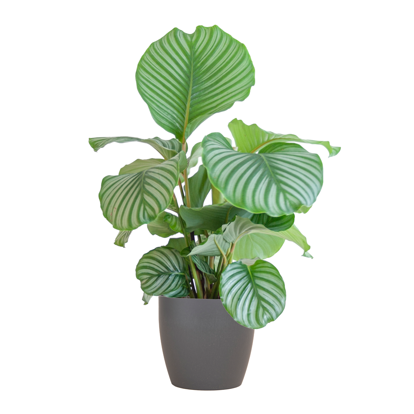 Calathea Orbifolia mit Viber grau - 65cm - Ø21