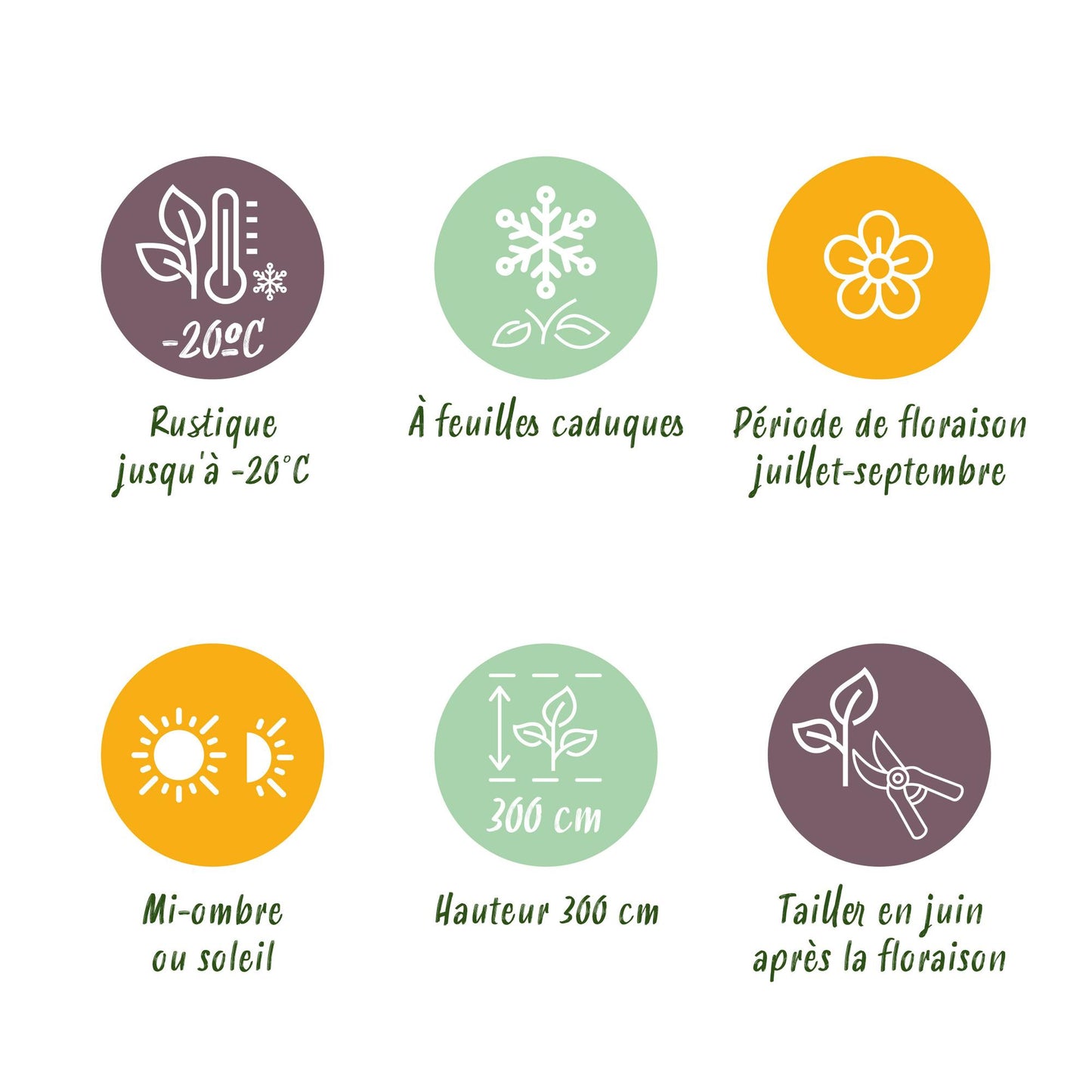 Green boutiQ – Kletterpflanze – Clematis Ville de Lyon – Blüte rosa – pflegeleicht – 2 Pflanzen – Topf 11 cm, Höhe 40 cm