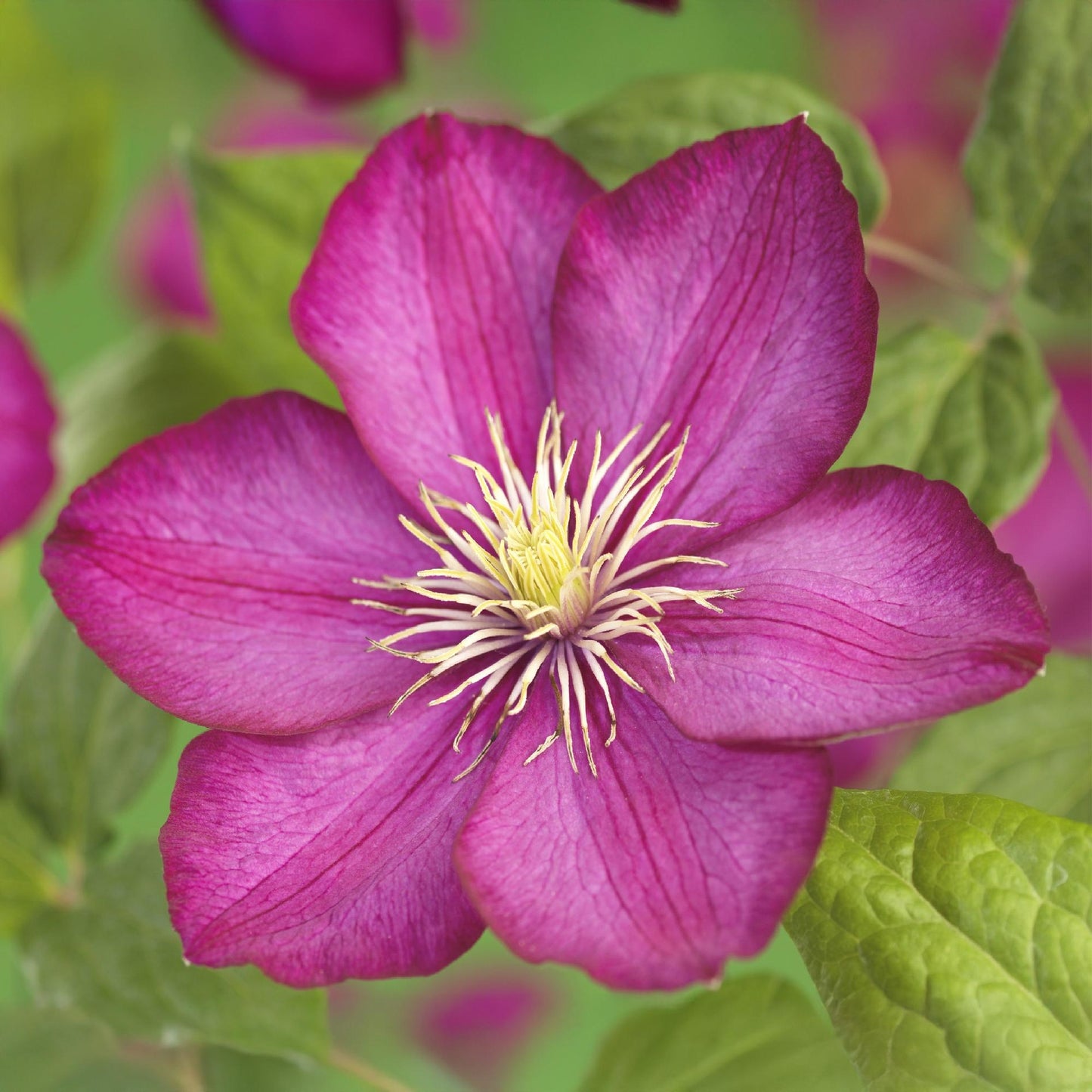 Green boutiQ – Kletterpflanze – Clematis Ville de Lyon – Blüte rosa – pflegeleicht – 2 Pflanzen – Topf 11 cm, Höhe 40 cm
