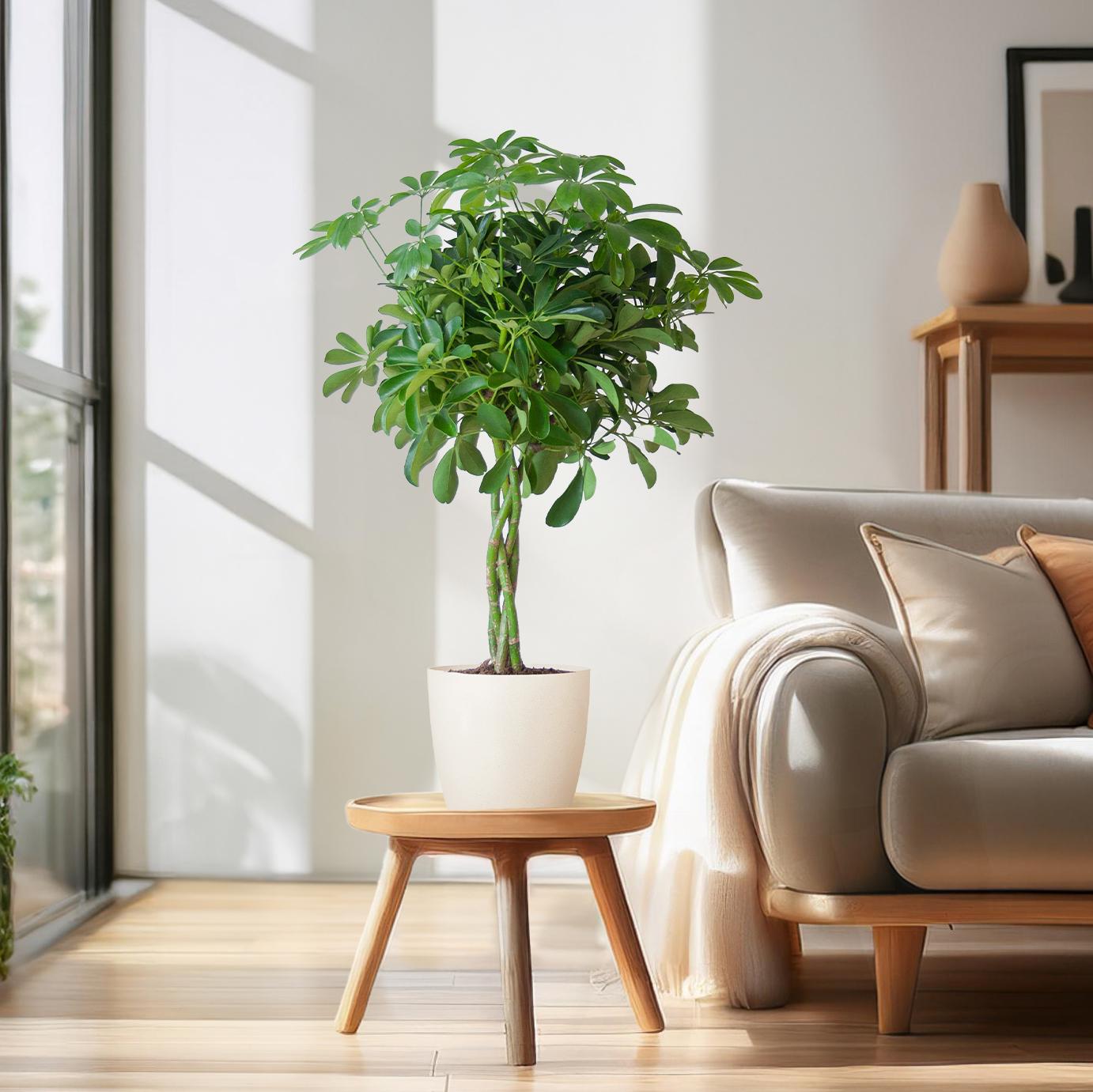 Schefflera Arab Nora mit Viber weiß - 70cm - Ø21