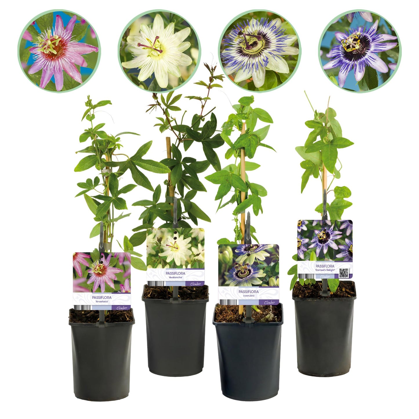Green boutiQ – Passionsblume – Passiflora Rainbow – Blüte rosa weiß lila grün – pflegeleicht – 4 Pflanzen – Topf 11 cm, Höhe 40 cm