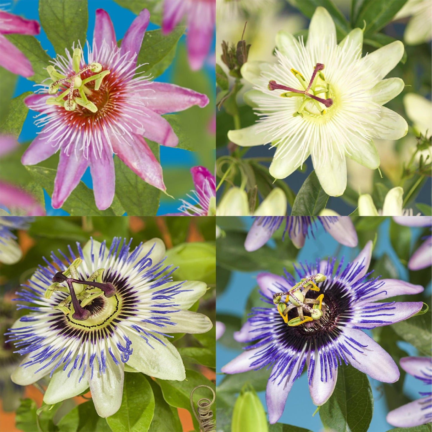 Green boutiQ – Passionsblume – Passiflora Rainbow – Blüte rosa weiß lila grün – pflegeleicht – 4 Pflanzen – Topf 11 cm, Höhe 40 cm