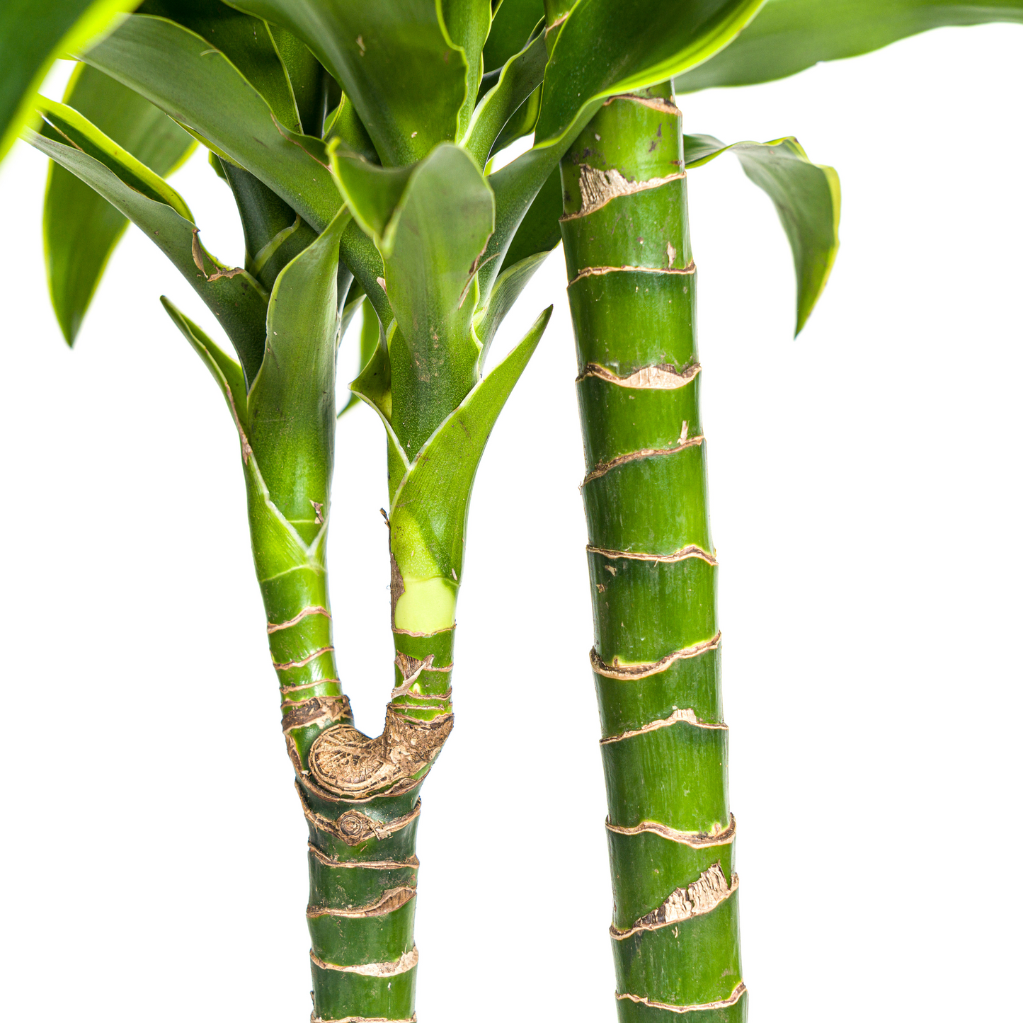 Dracaena Deremensis Dorado met mand Ø24cm - ↕120 - 140cm