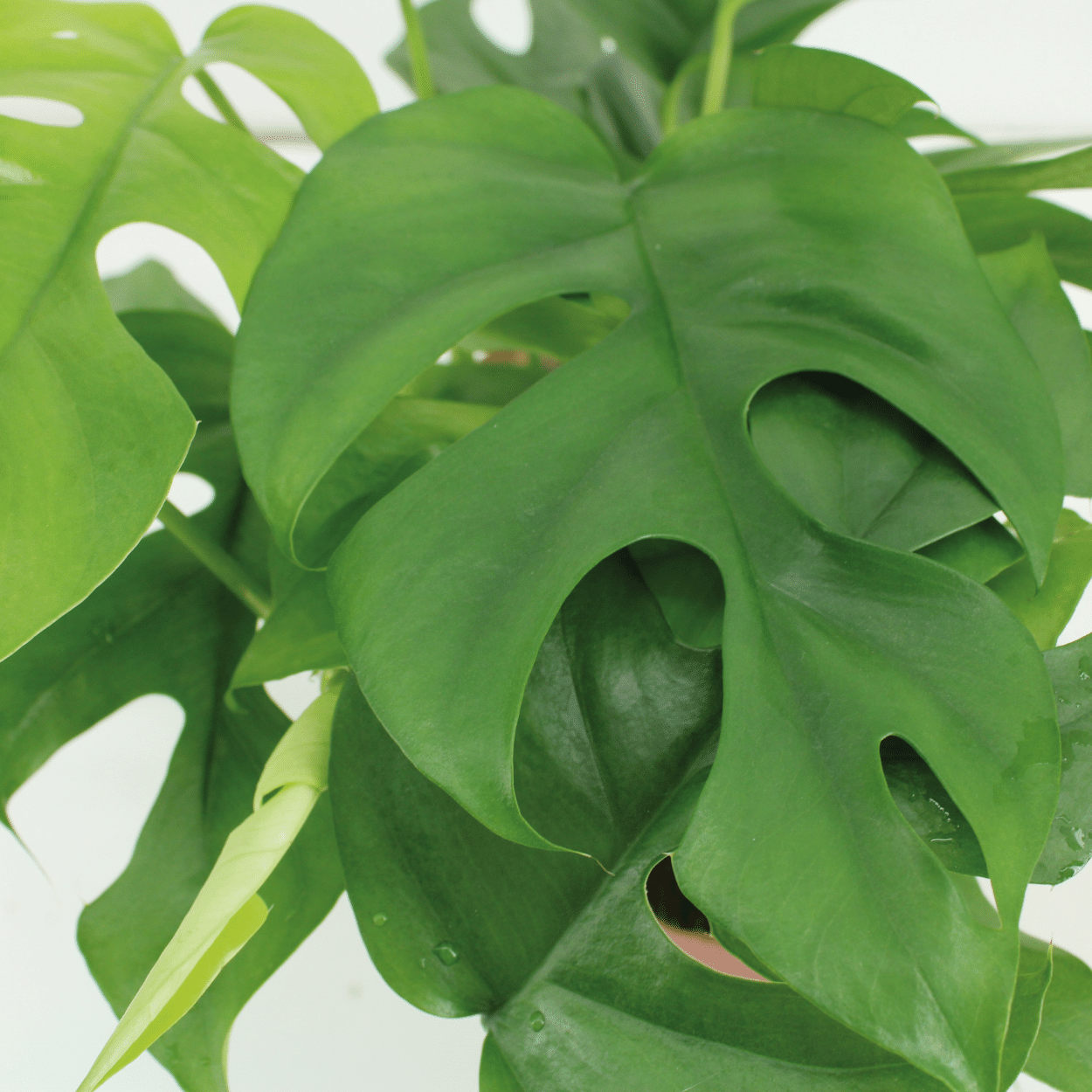 Monstera Minima - (Schweizer Fensterblatt) - 2 Stück - Ø15cm - ↕30cm