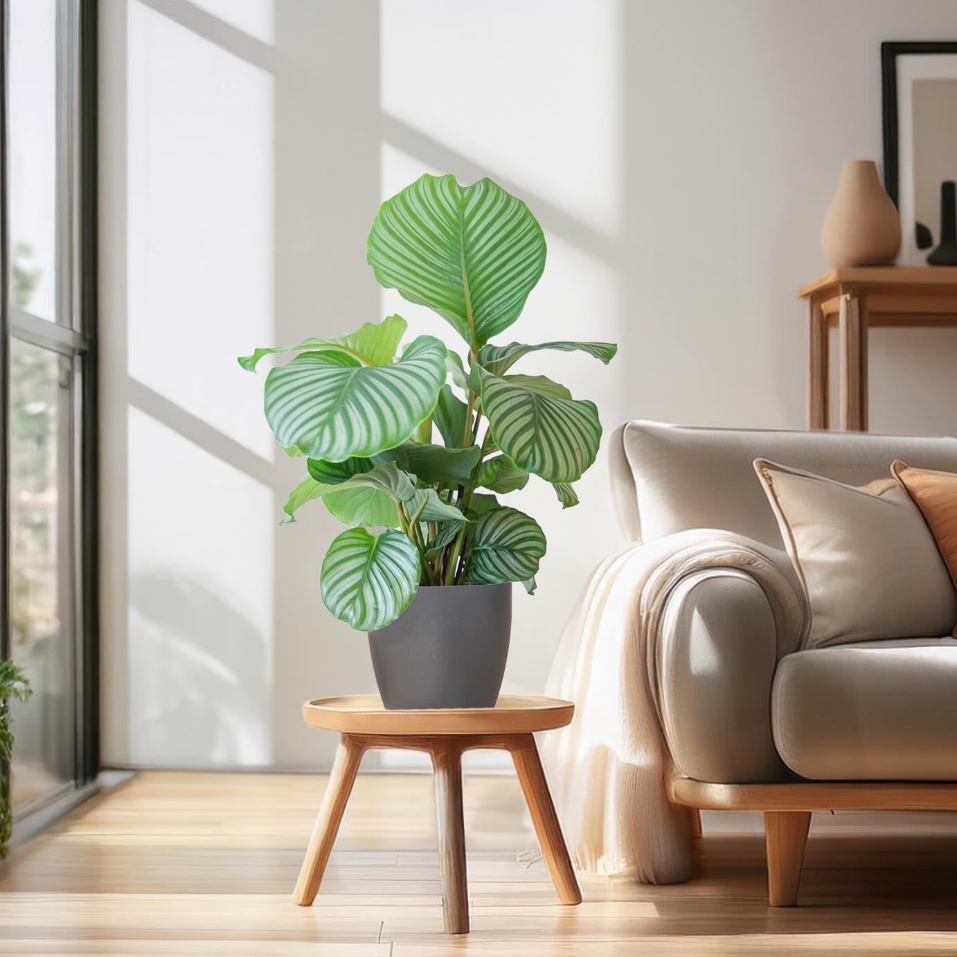 Calathea Orbifolia mit Viber grau - 65cm - Ø21