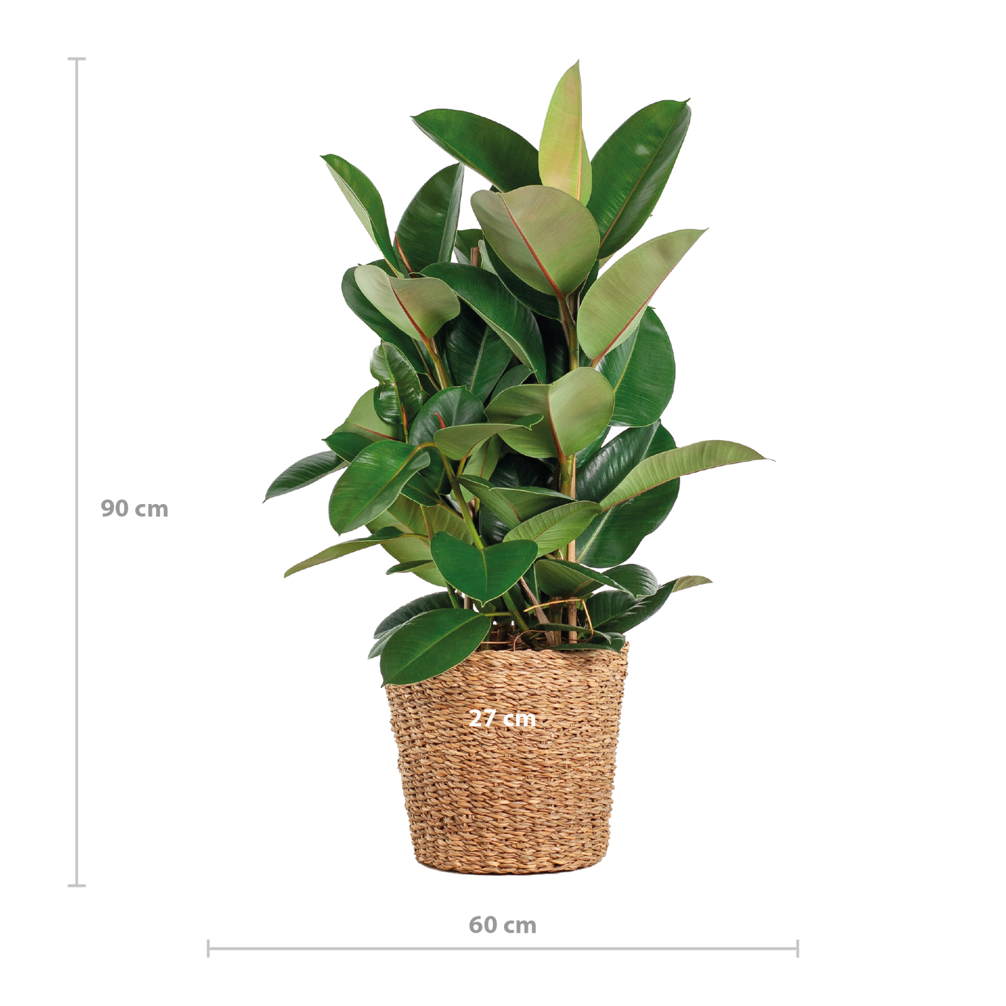 Ficus Elastica Robusta XL mit Korb Torun - 90cm - Ø27