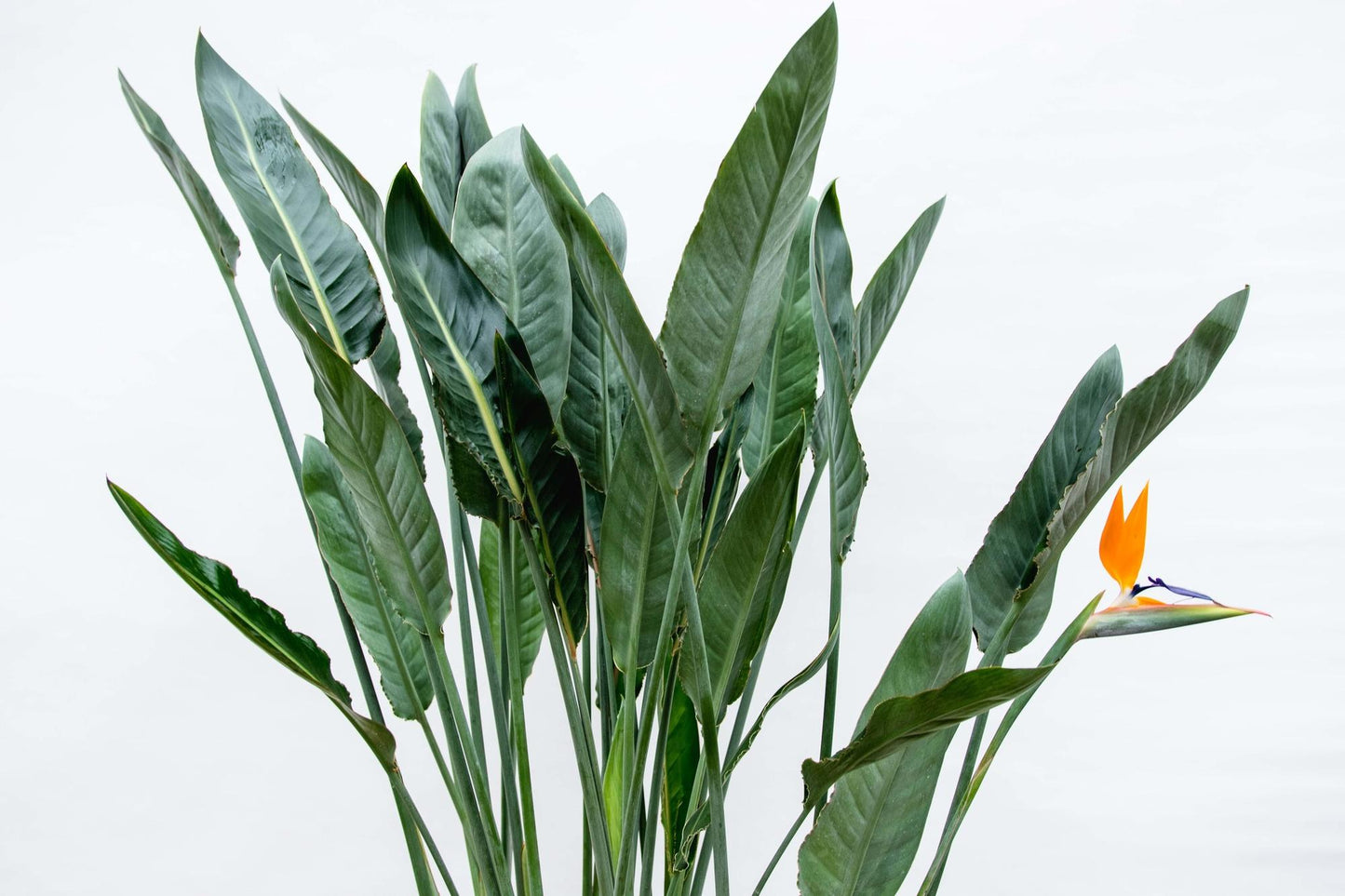 Strelitzia Reginae XL – 160 cm – ⌀30