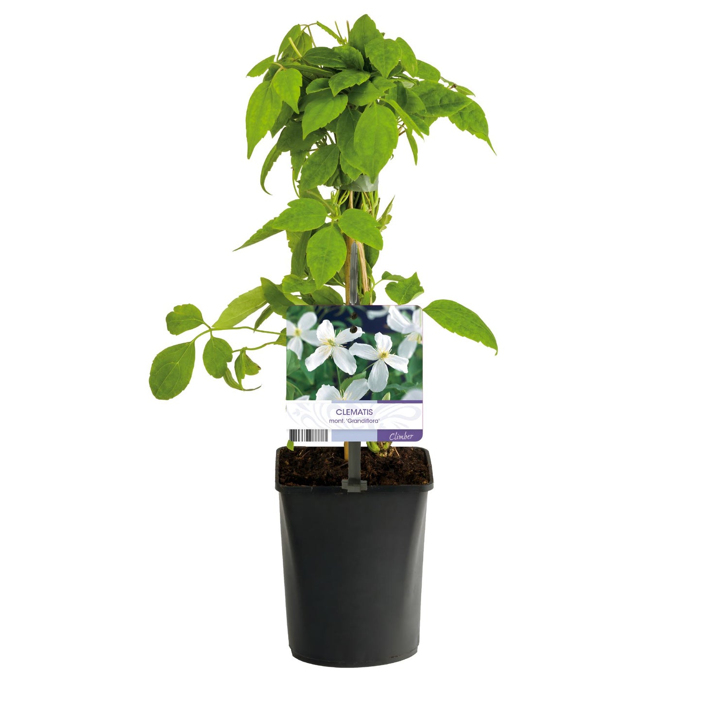 Green boutiQ – Kletterpflanze – Clematis montana Grandiflora – Weiße Blüte – Frühe Blüte – Geringer Pflegeaufwand – 2 Pflanzen – Topf 11 cm, Höhe 40 cm