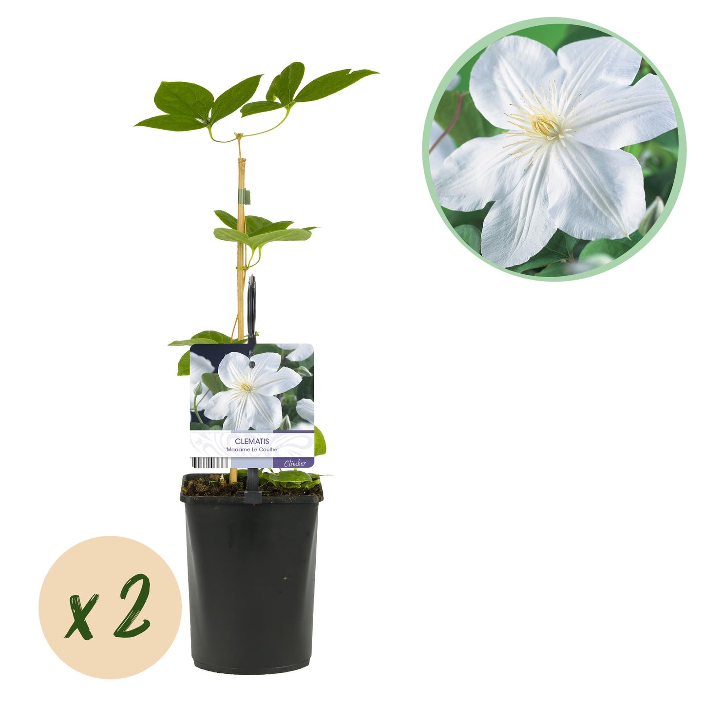 Green boutiQ – Kletterpflanze – Clematis Madame Le Coultre – weiße Blüte – pflegeleicht – 2 Pflanzen – Topf 11 cm, Höhe 40 cm