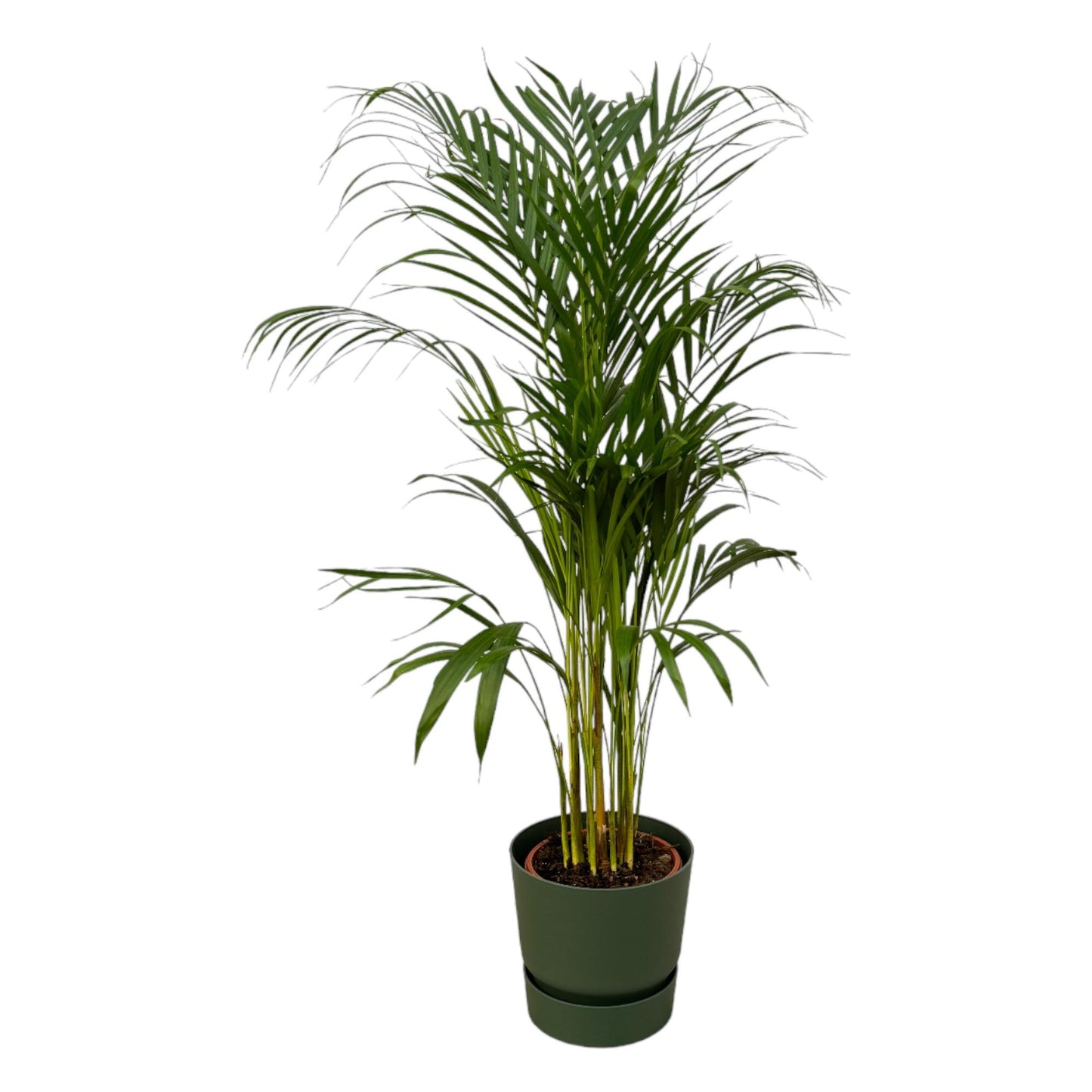 Areca-Palme - ↨110cm - Ø21cm inklusive elho Greenville Rund grün D24xH23