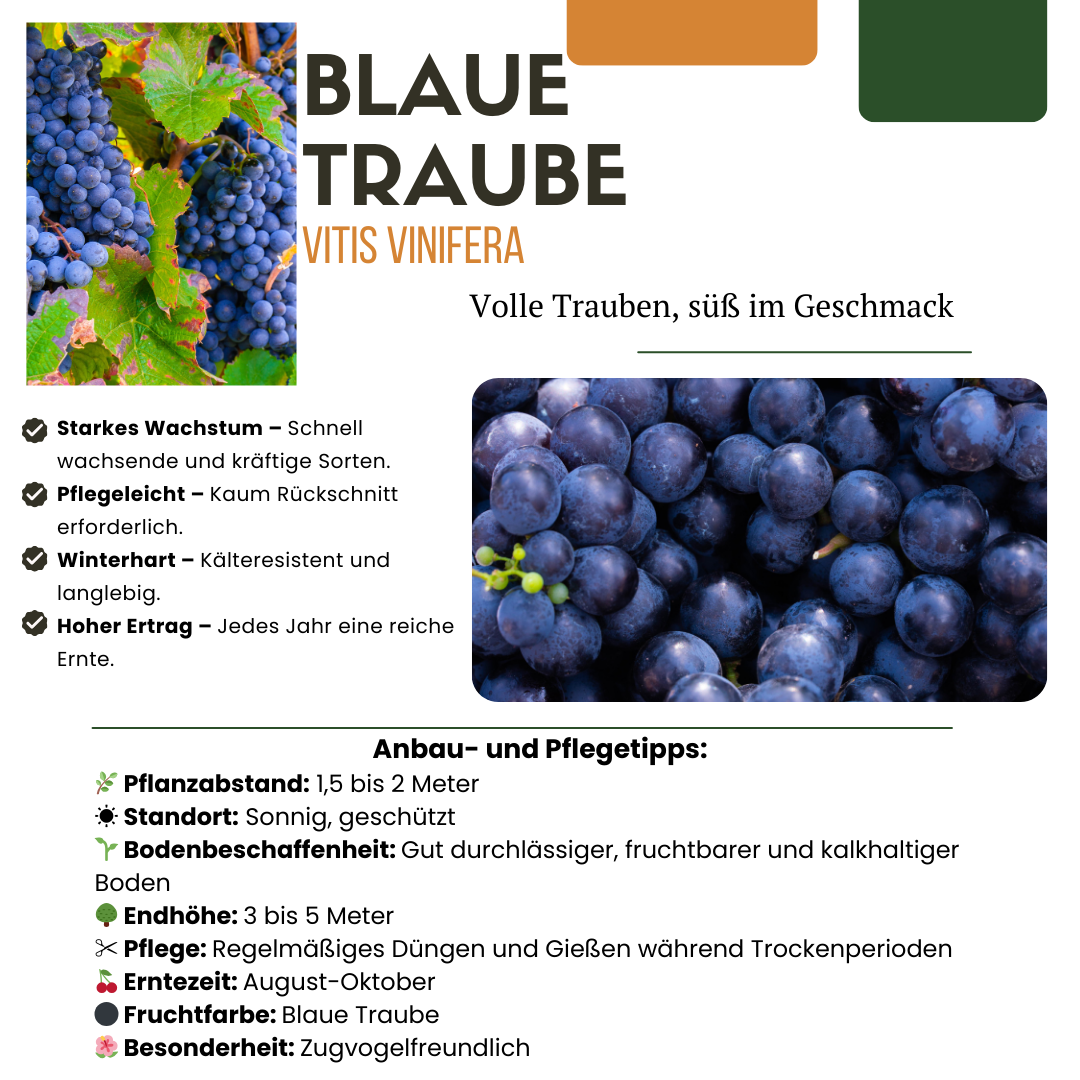 3 x Bio-Weinpflanzen - Ø 13 cm - ↨ 20 cm