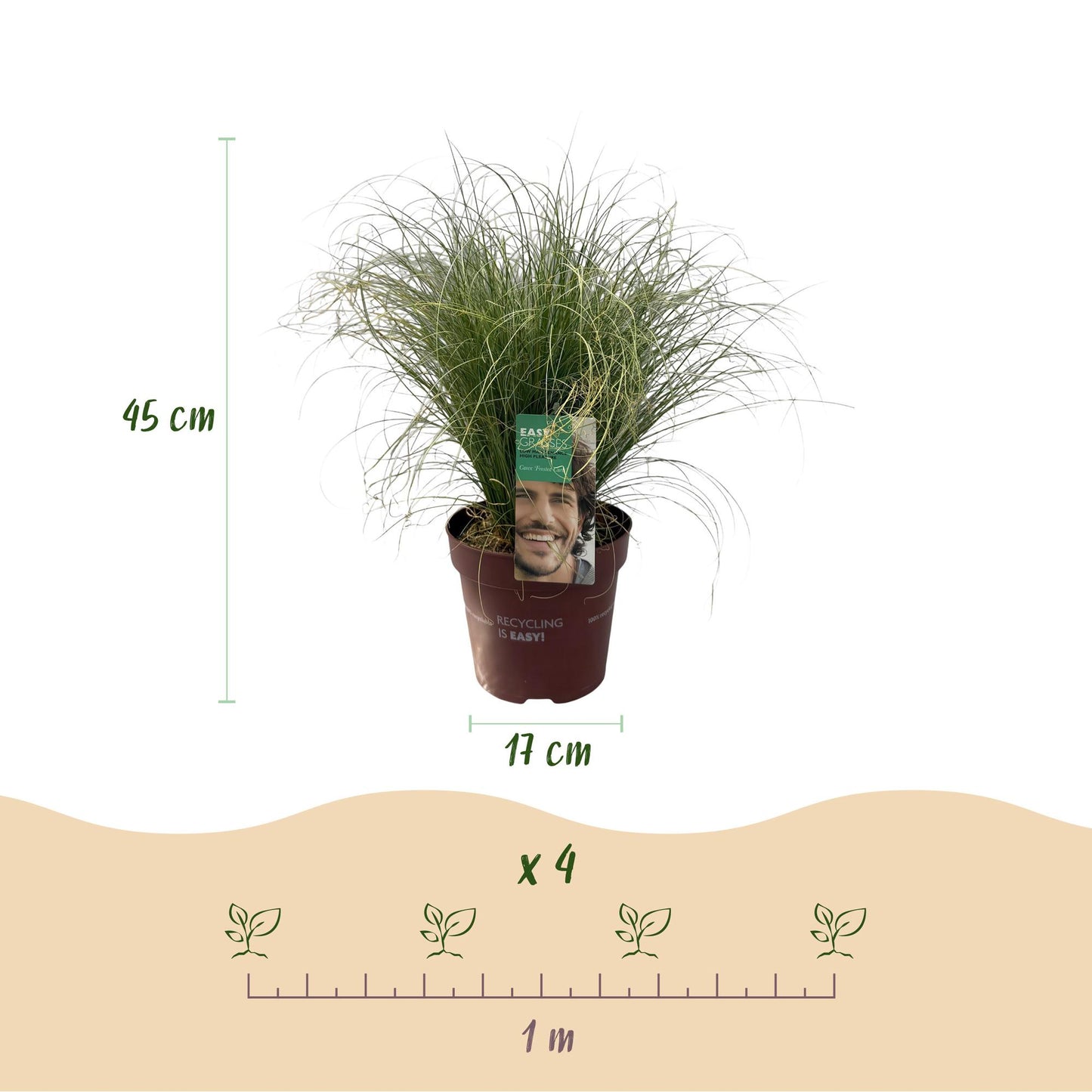 Green boutiQ – Ziergräser – Carex comans Frosted Curls – Grün – 4 Pflanzen – Immergrün – Pflegeleicht – Topf 17 cm, Höhe 50 cm