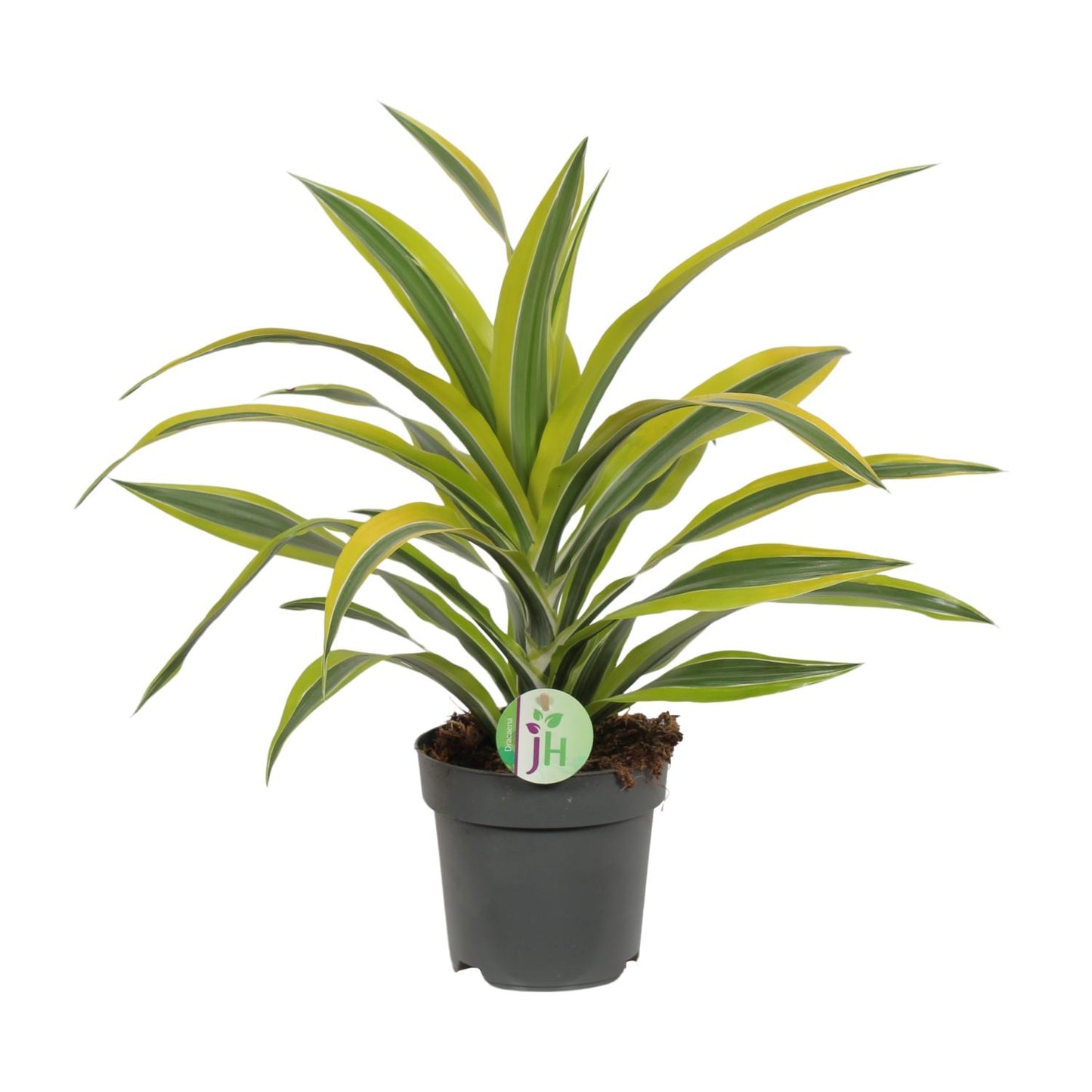 Dracaena Fragrans Zitronenlimette - Ø17cm - ↕40cm