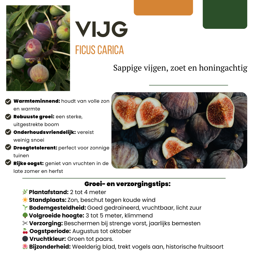 6 x Bio-Feigenbäume - Ø 13 cm - ↨ 20 cm