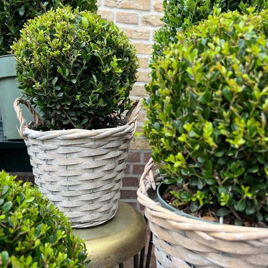 2x Ilex crenata 'Jenny' Zwiebel im Weidenkorb | 2er-Set | 20 cm Durchmesser