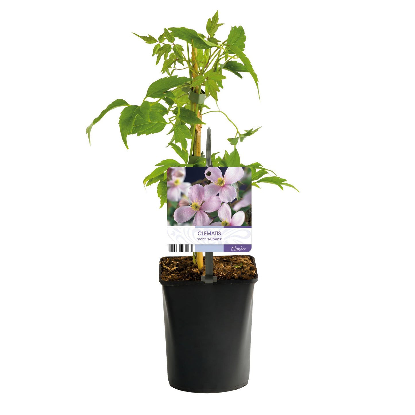 Green boutiQ – Kletterpflanze – Clematis montana Rubens – Blüte rosa – Frühblühend – Pflegeleicht – 2 Pflanzen – Topf 11 cm, Höhe 40 cm