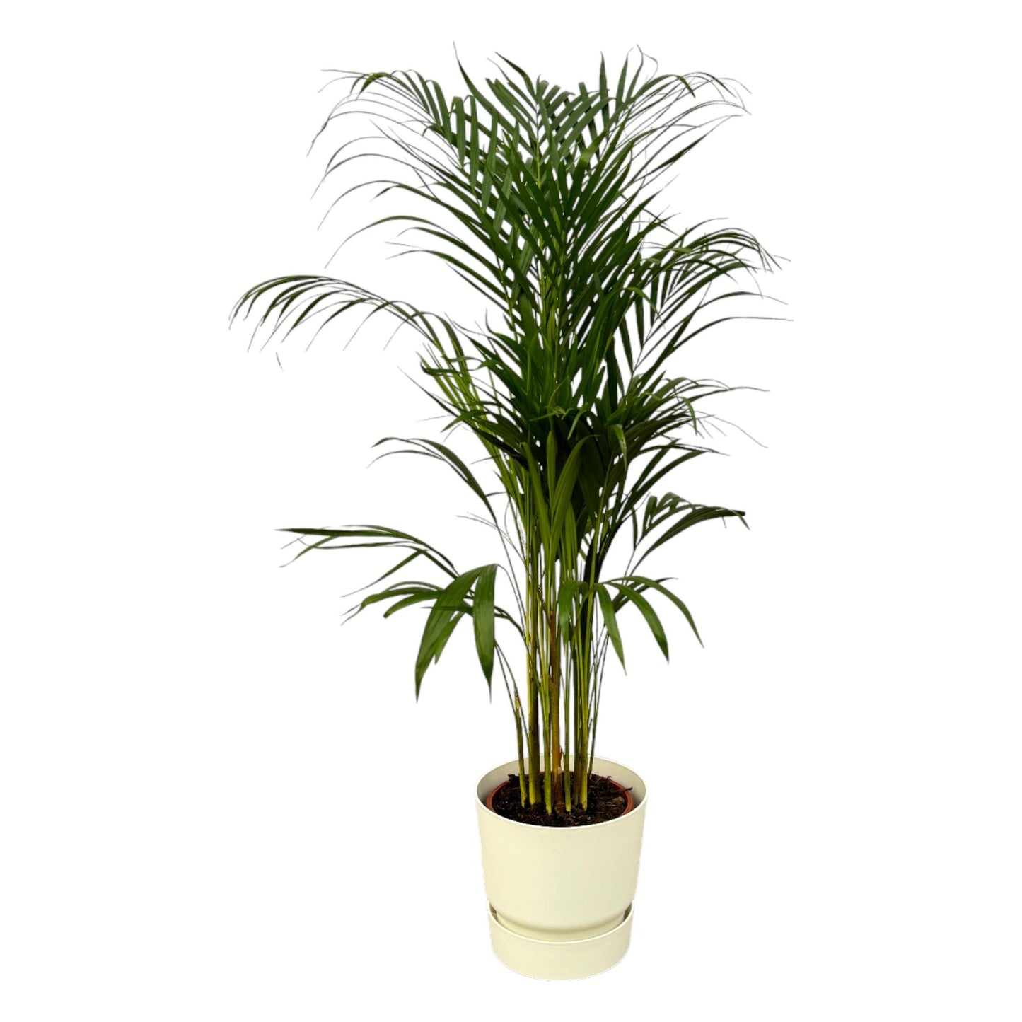 Areca-Palme - ↨110cm - Ø21cm inklusive elho Greenville Rund weiß D24xH23