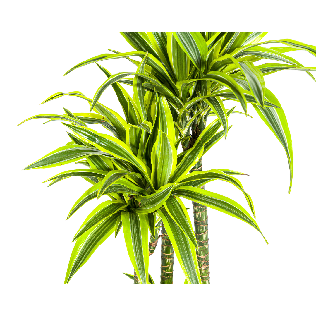 Dracaena Deremensis Zitrone Limette Ø27cm - ↕170 - 190cm