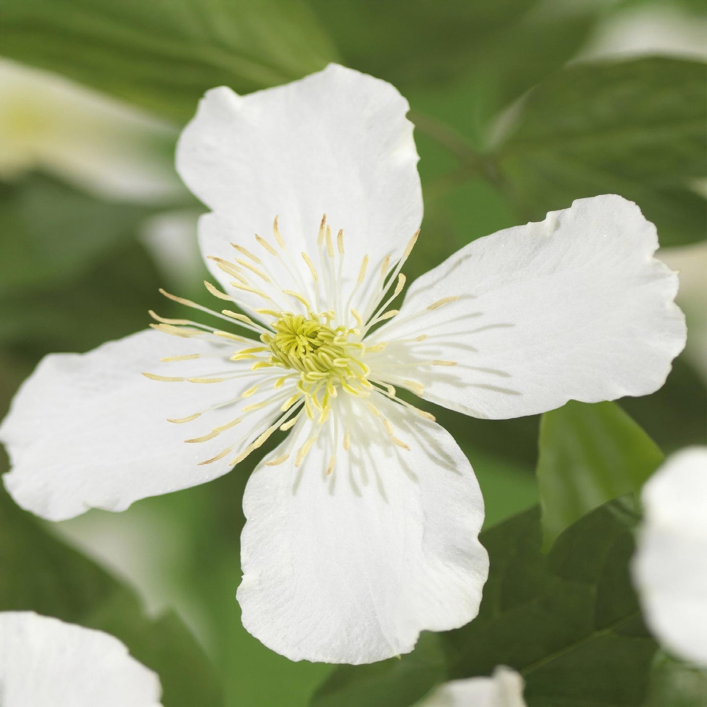 Green boutiQ – Kletterpflanze – Clematis montana Grandiflora – Weiße Blüte – Frühe Blüte – Geringer Pflegeaufwand – 2 Pflanzen – Topf 11 cm, Höhe 40 cm