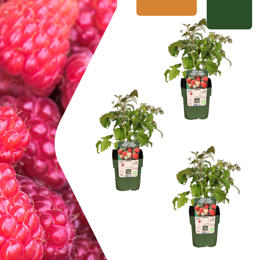 3 x Bio Himbeerpflanzen - Ø 13 cm - ↨ 20 cm