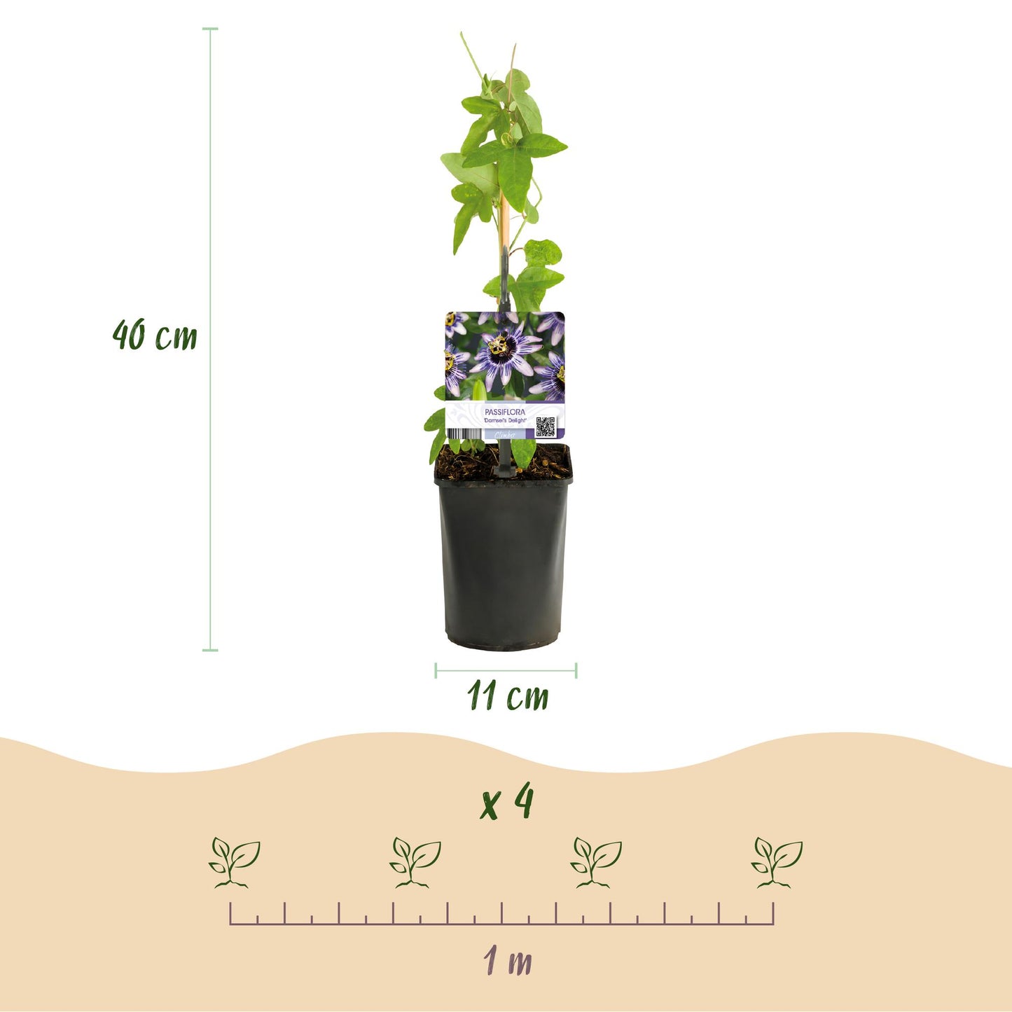 Green boutiQ – Passionsblume – Passiflora Tricolore – Blüte rosa weiß lila – pflegeleicht – 3 Pflanzen – Topf 11 cm, Höhe 40 cm