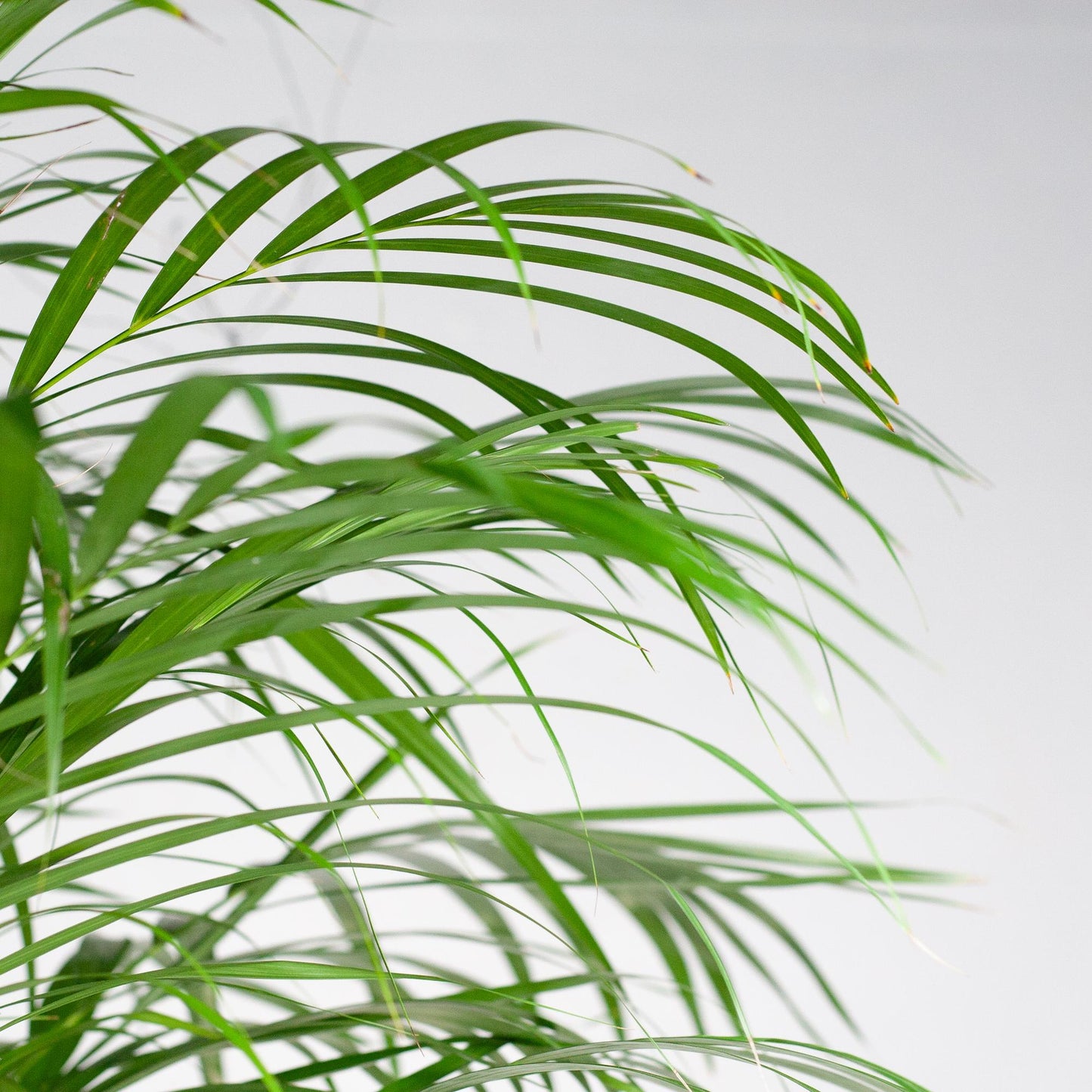 Areca-Palme (Dypsis) XL mit Korb Torun - 120 cm - Ø24