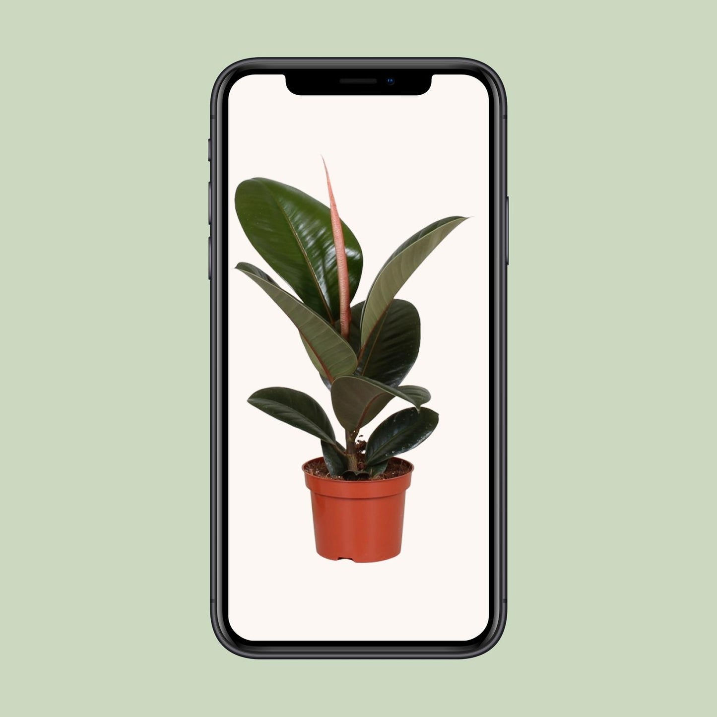 Ficus Elastica Robusta – Ø12cm – ↕35cm