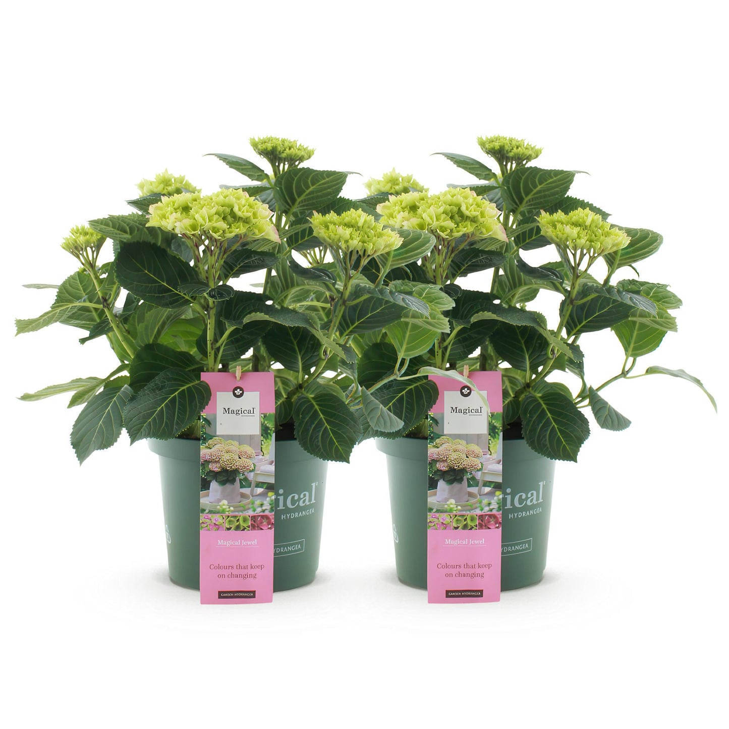 Green boutiQ – Terrassenpflanze – Hortensie – Hydrangea Magical Jewel Pink – Rosa – 6–10 Blüten – 2 Pflanzen – Topf 23 cm, Höhe 55 cm