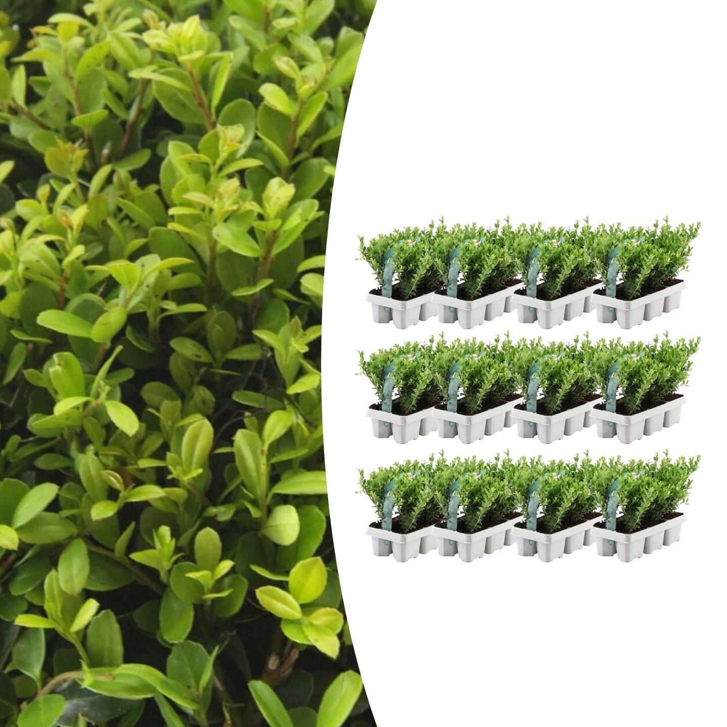 12 x 6er-Packung Ilex crenata 'Jenny' - Ø7 cm - ↕15 cm