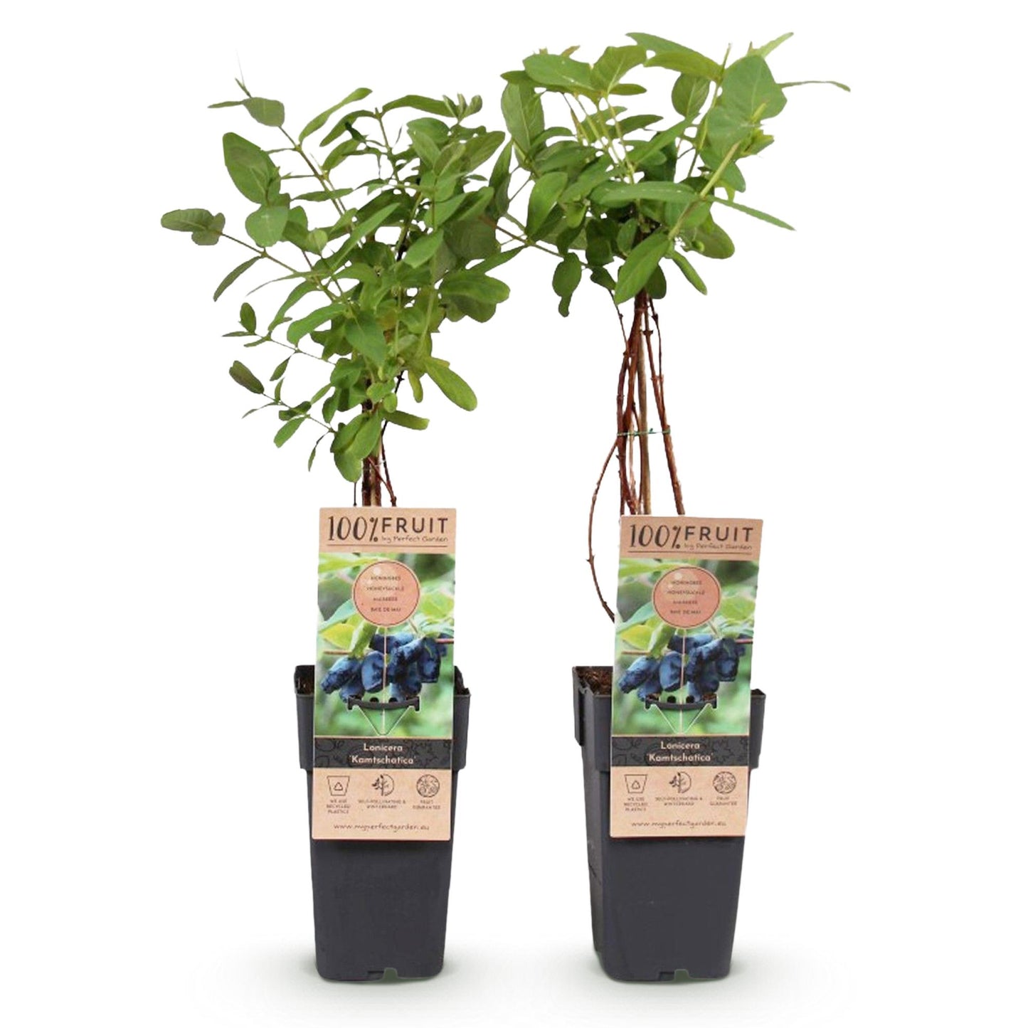 Green boutiQ - Obstpflanze - Honigbeere - Lonicera caerulea Kamchatika - Heidelbeere - 2 Pflanzen - Topf 15cm Höhe 50cm